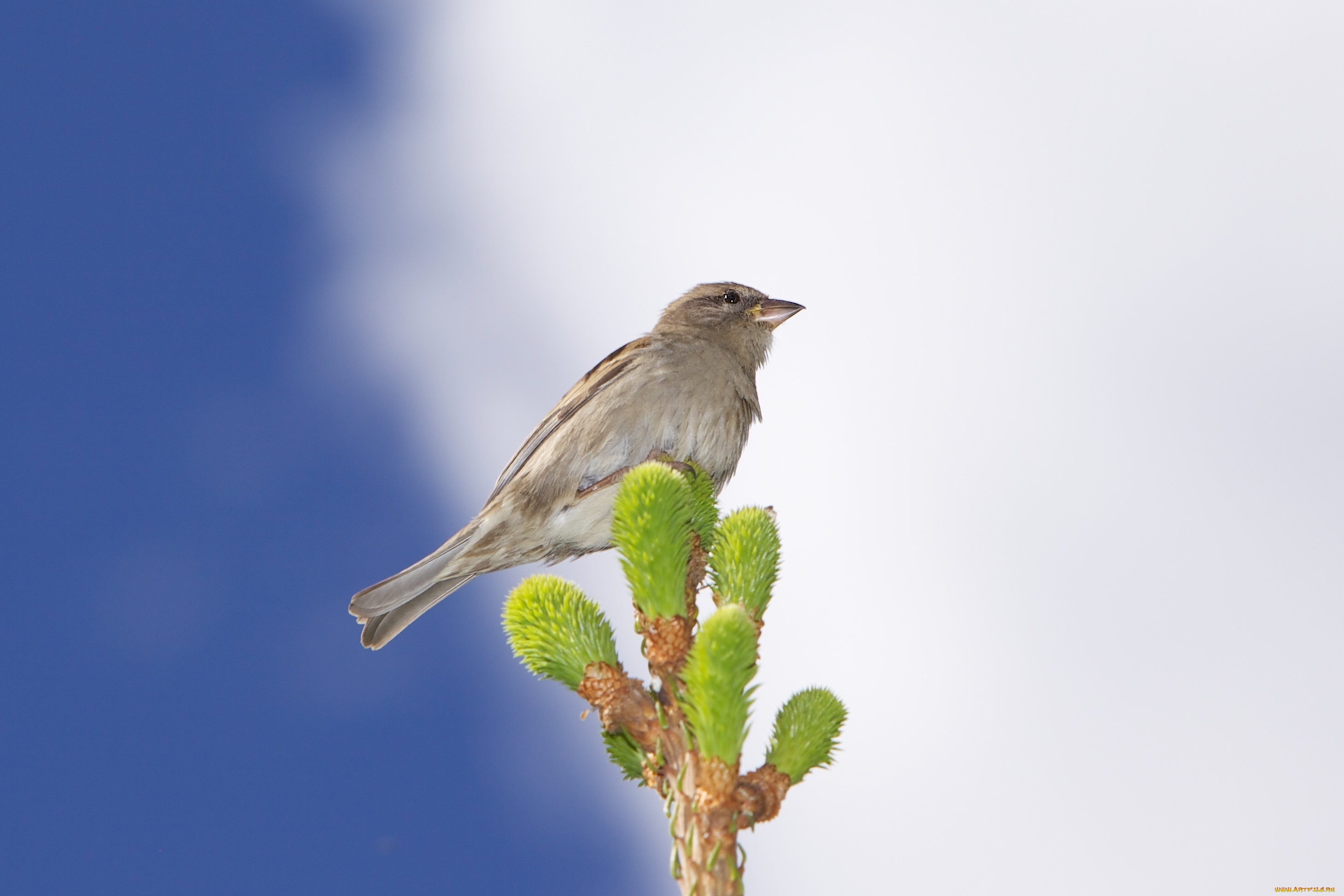 животные, воробьи, клюв, фон, облака, ветка, небо