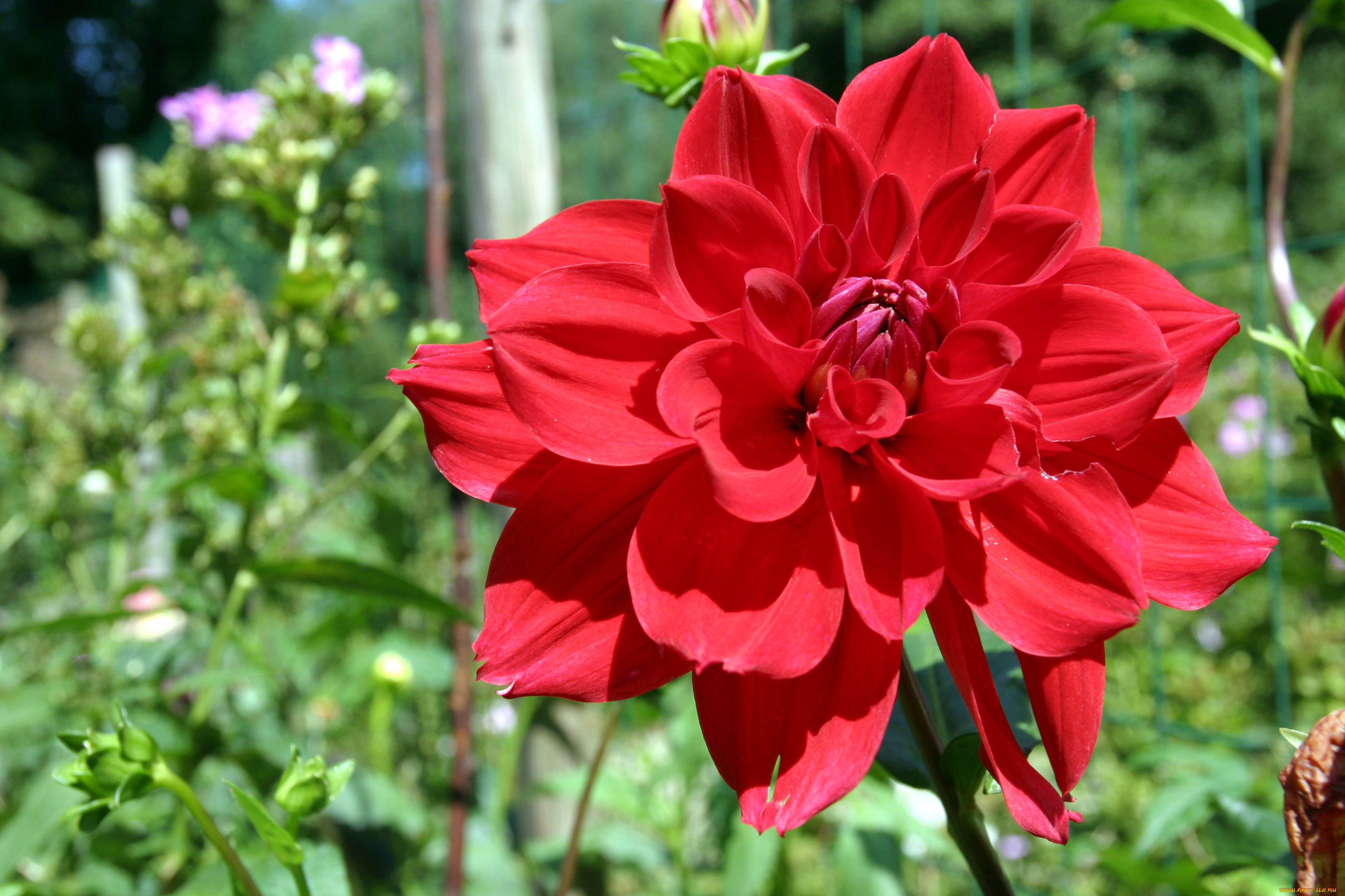 цветы, георгины