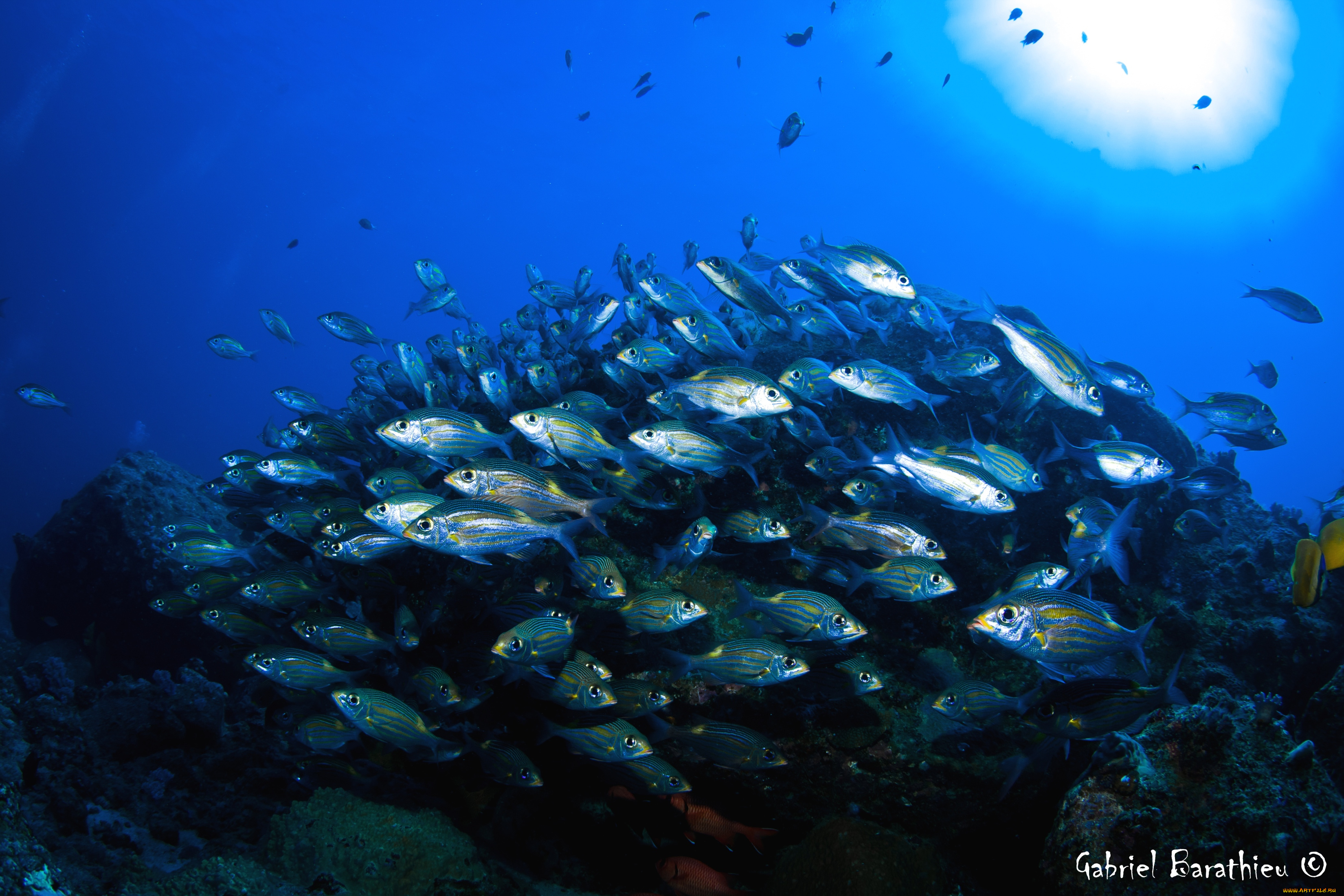 животные, рыбы, вода, косяк, чешуя