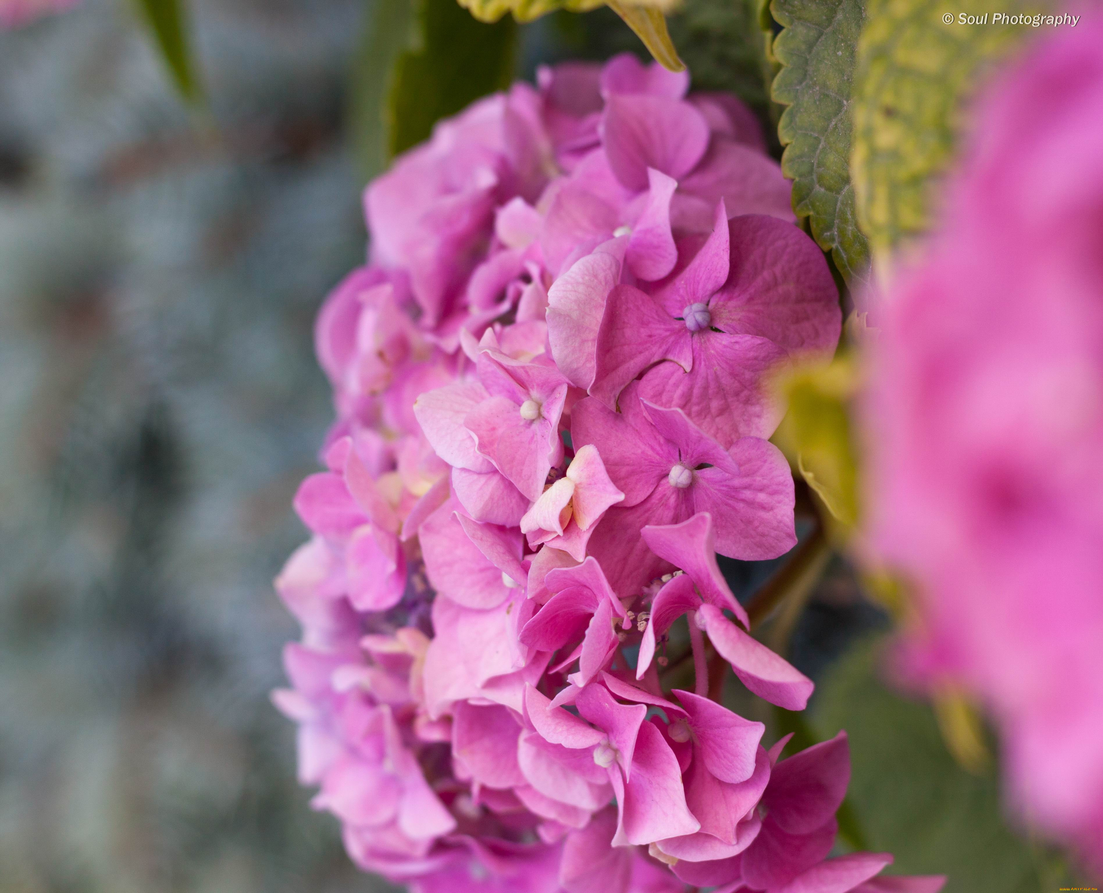цветы, гортензия, гортензии