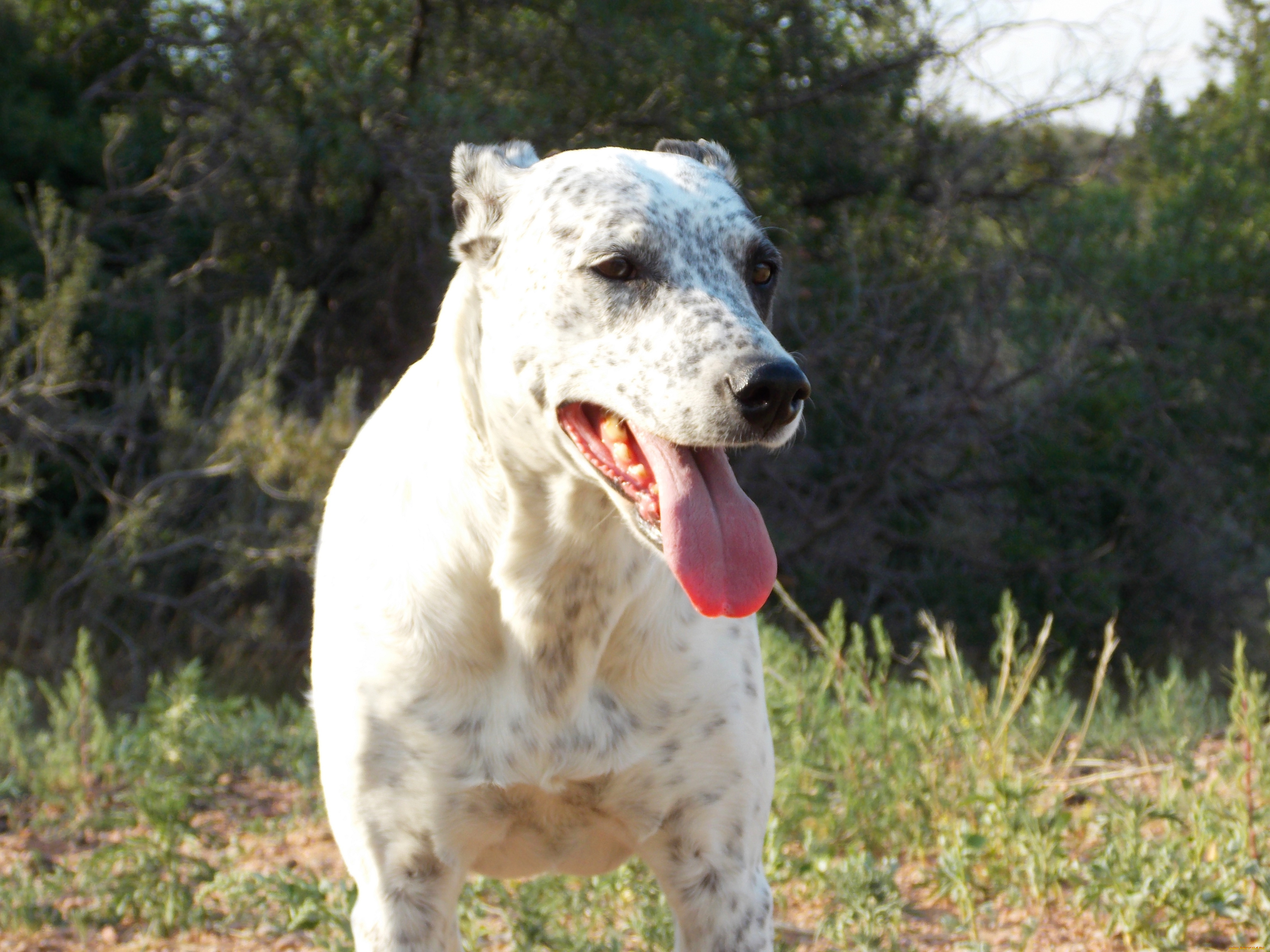 животные, собаки, собака