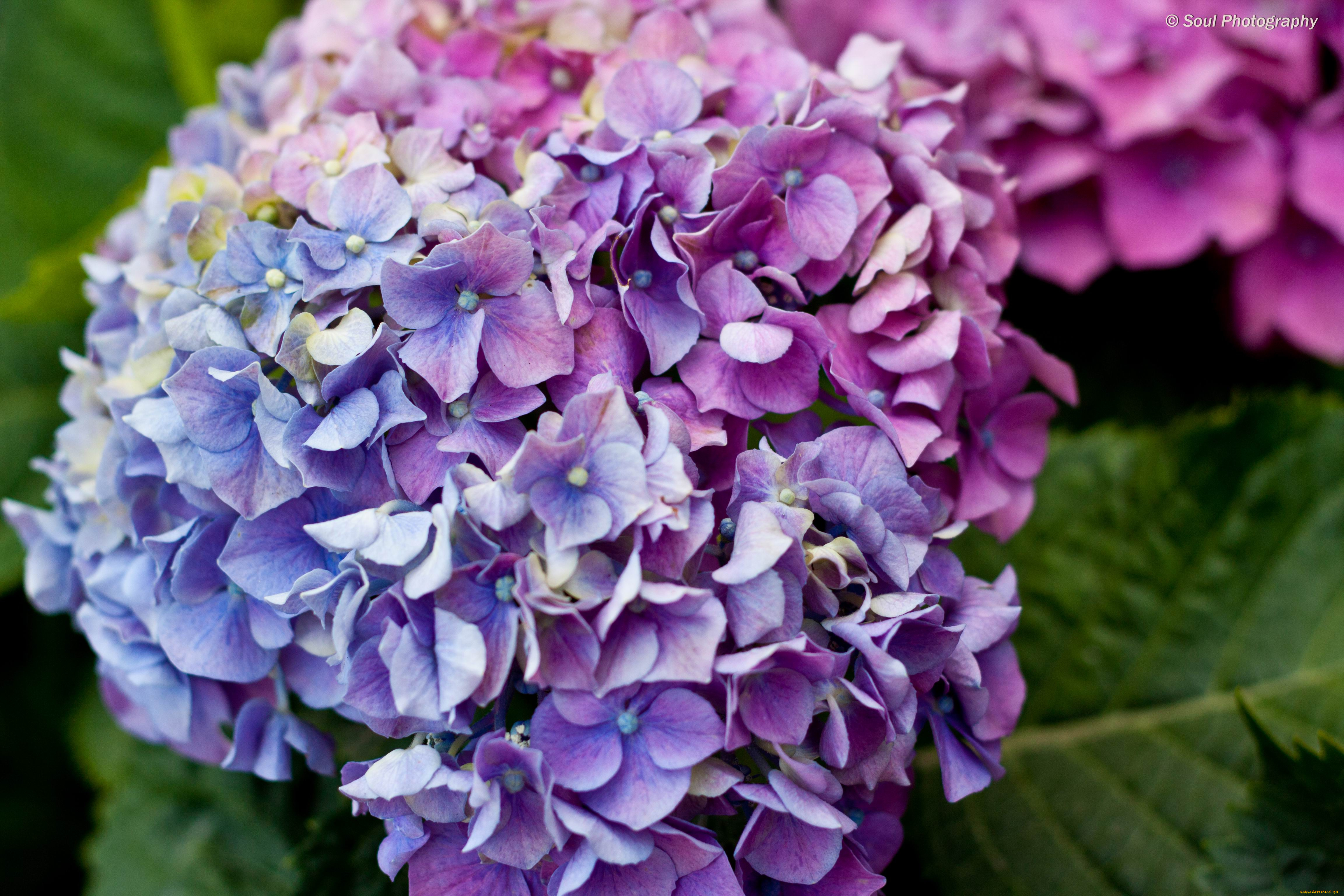 цветы, гортензия, гортензии