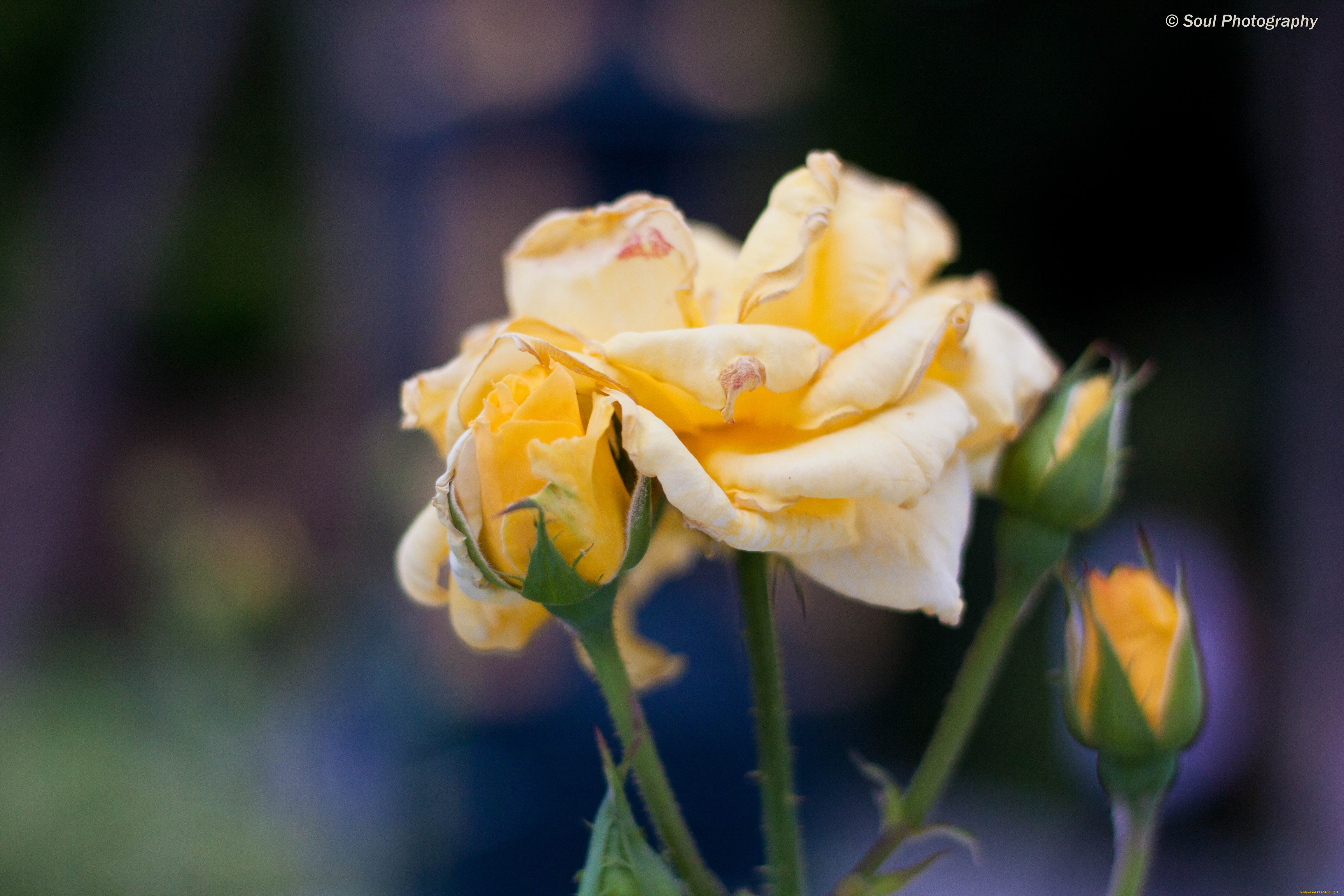 цветы, розы