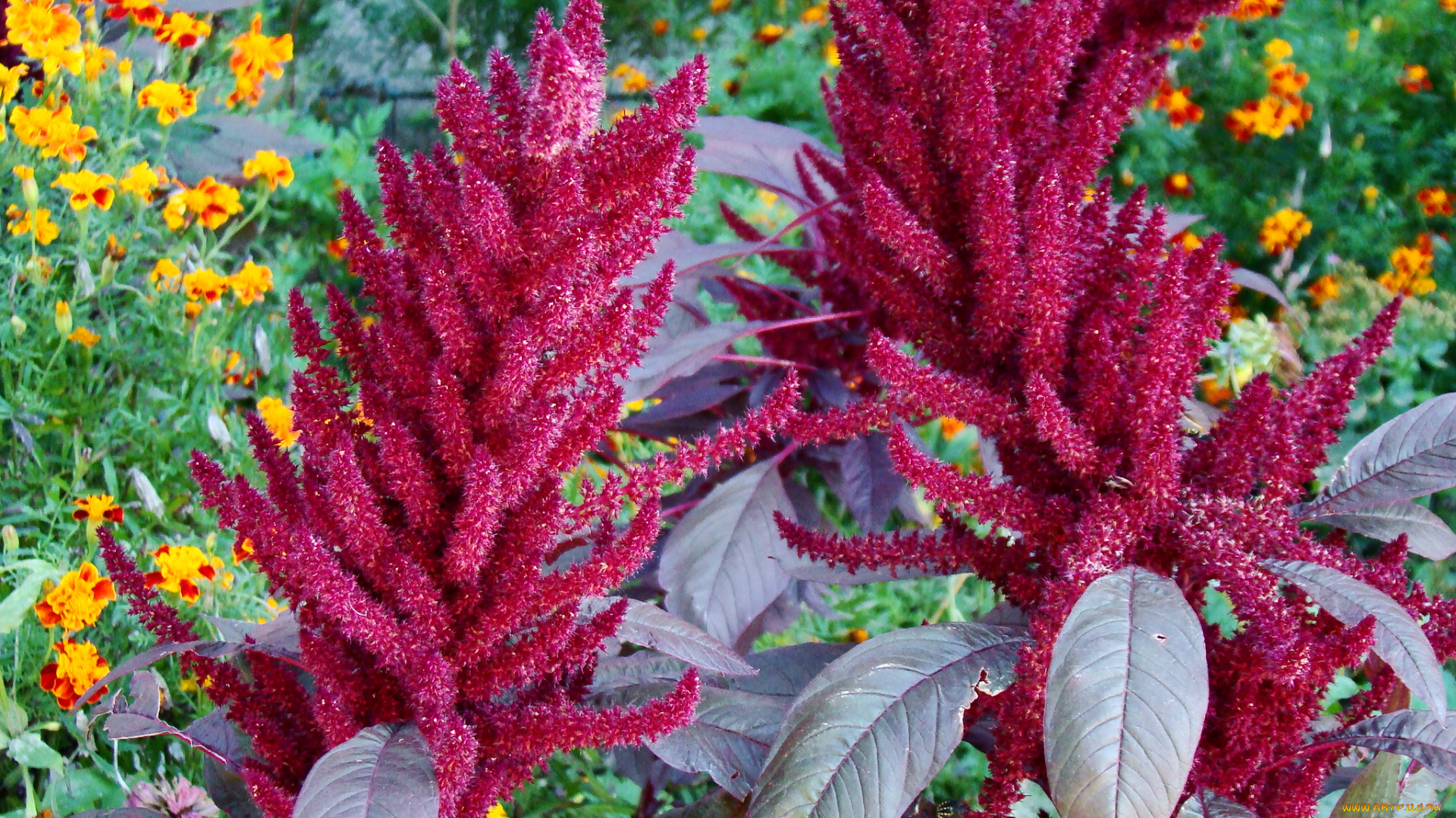 амарант, цветы, амаранты