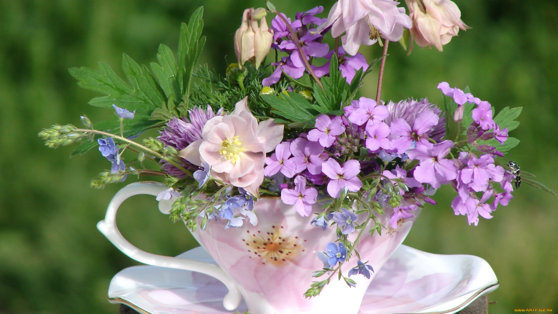 цветы, букеты, композиции, аквилегия, чашка, вероника