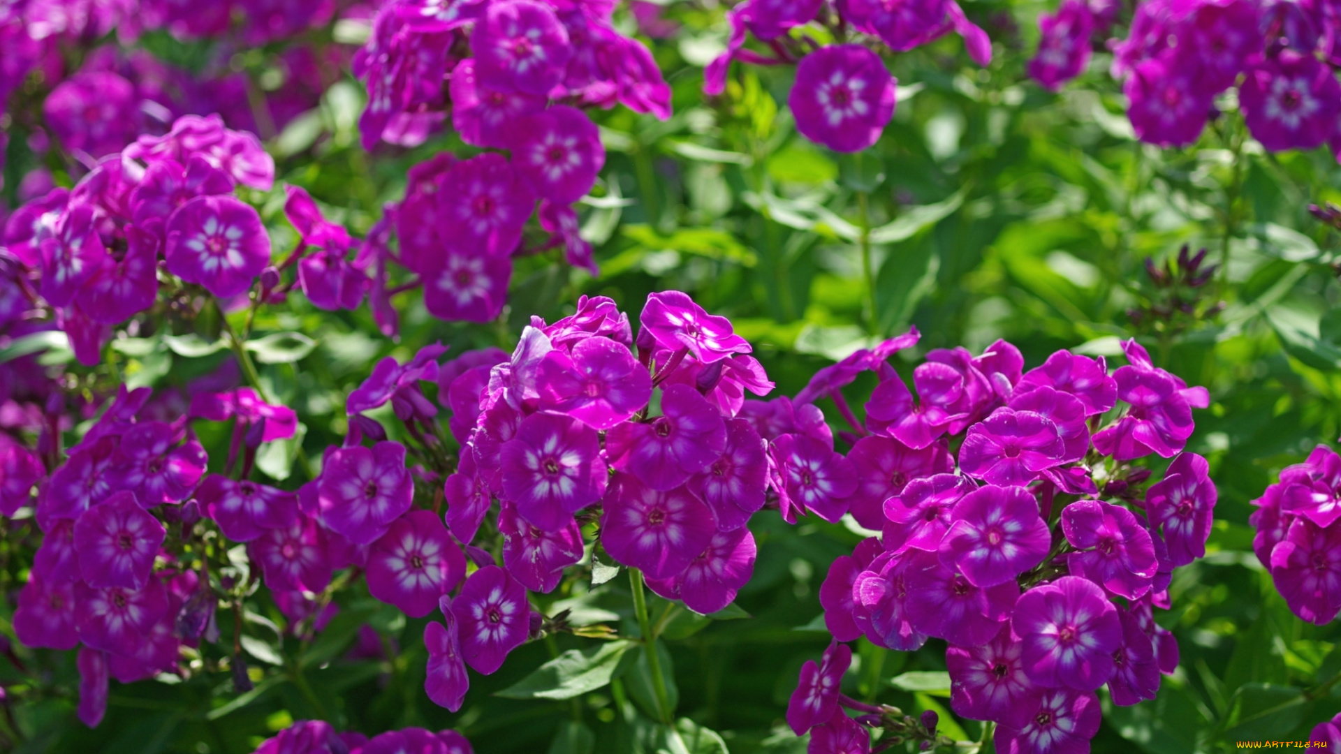цветы, флоксы, яркий