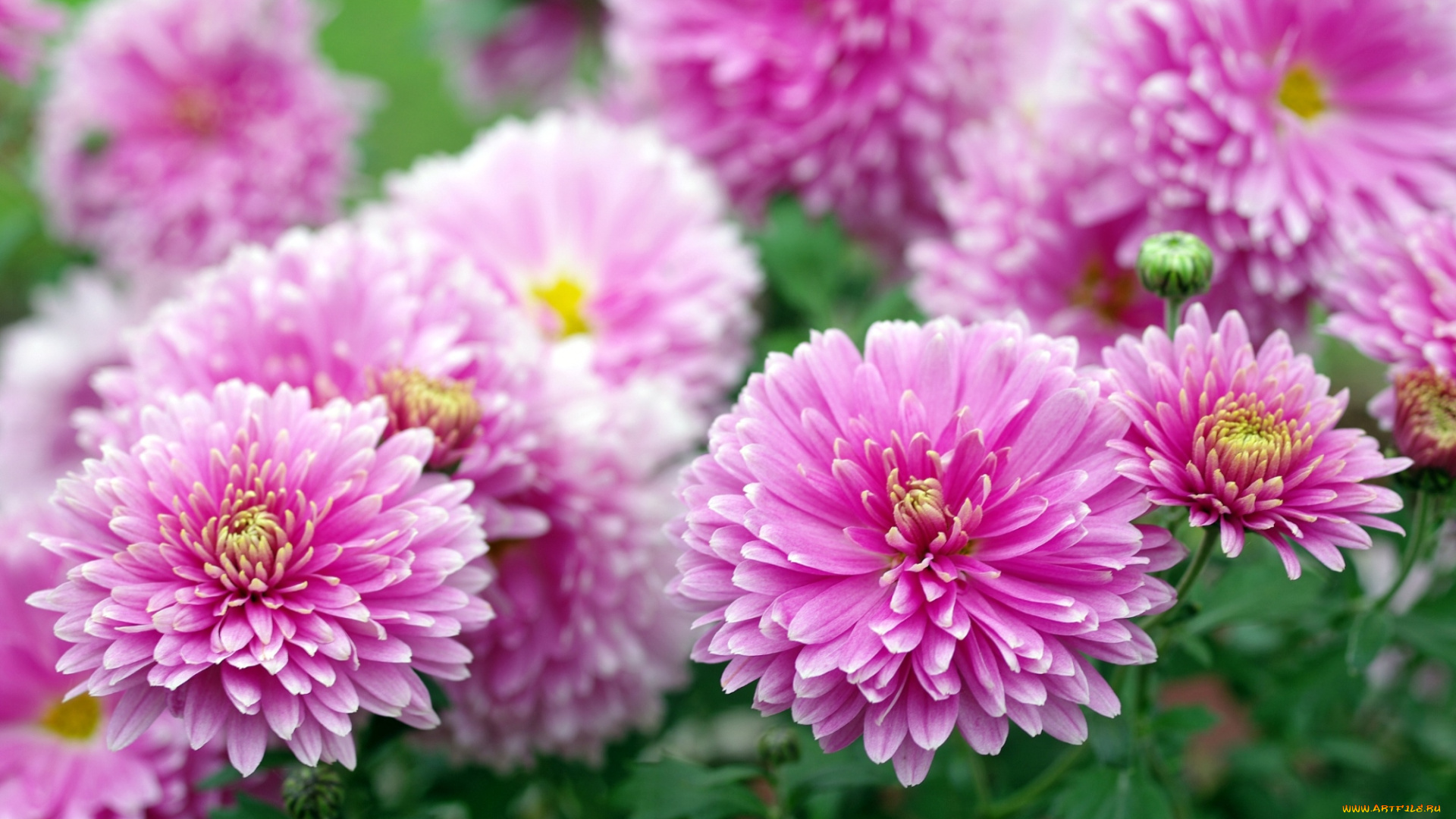 цветы, хризантемы, розовый