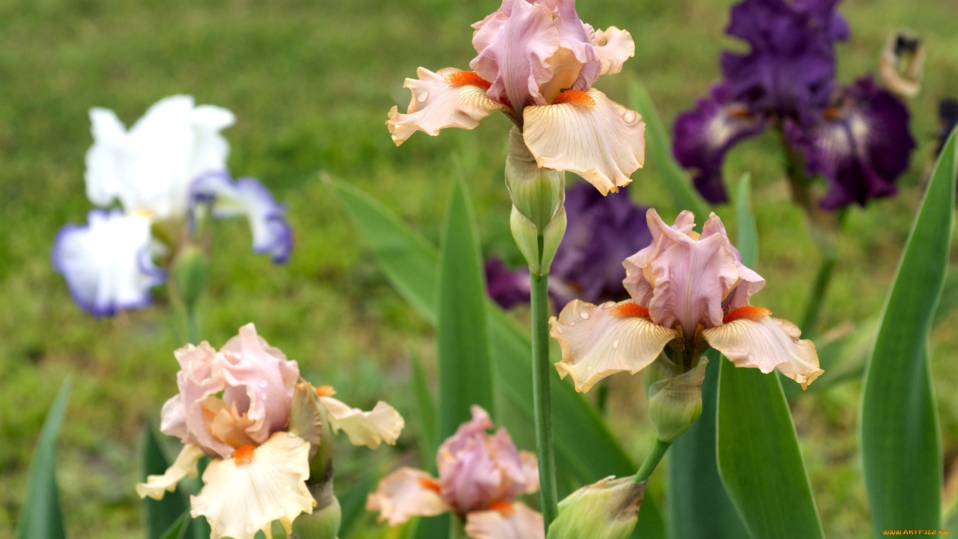цветы, ирисы, касатики