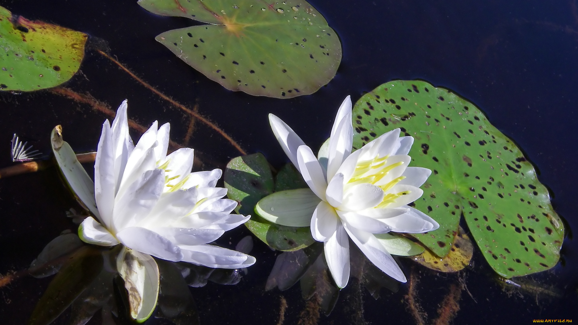 цветы, лилии, водяные, нимфеи, кувшинки, лотос