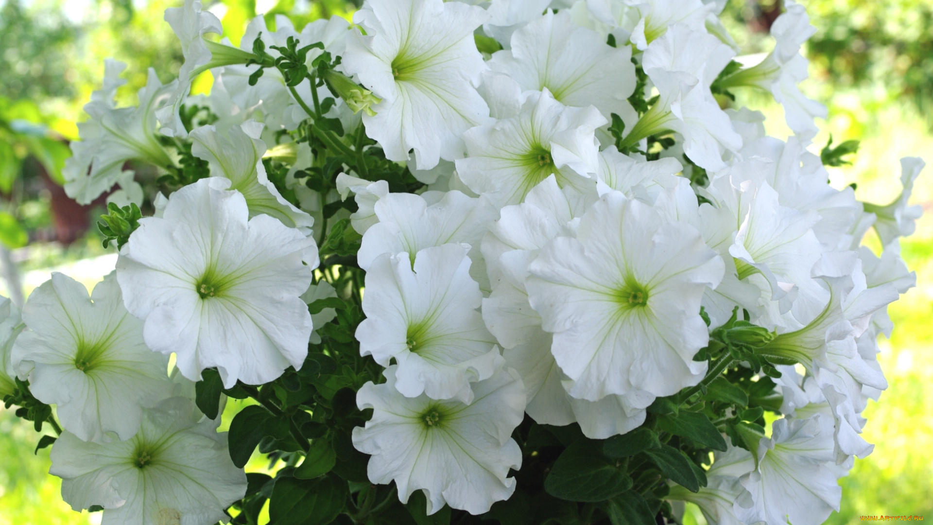 цветы, петунии, калибрахоа, белый