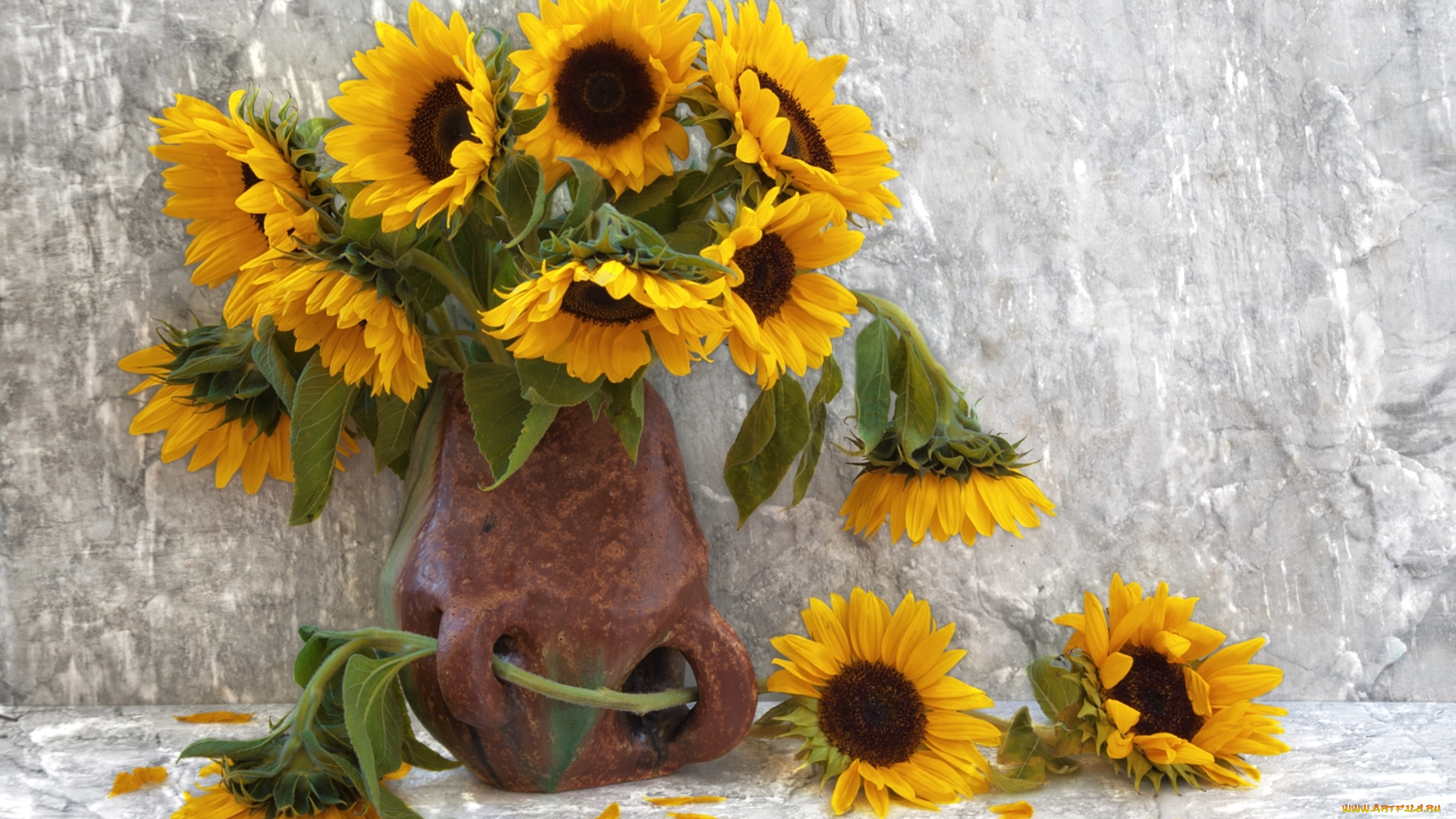 цветы, подсолнухи, солнышка