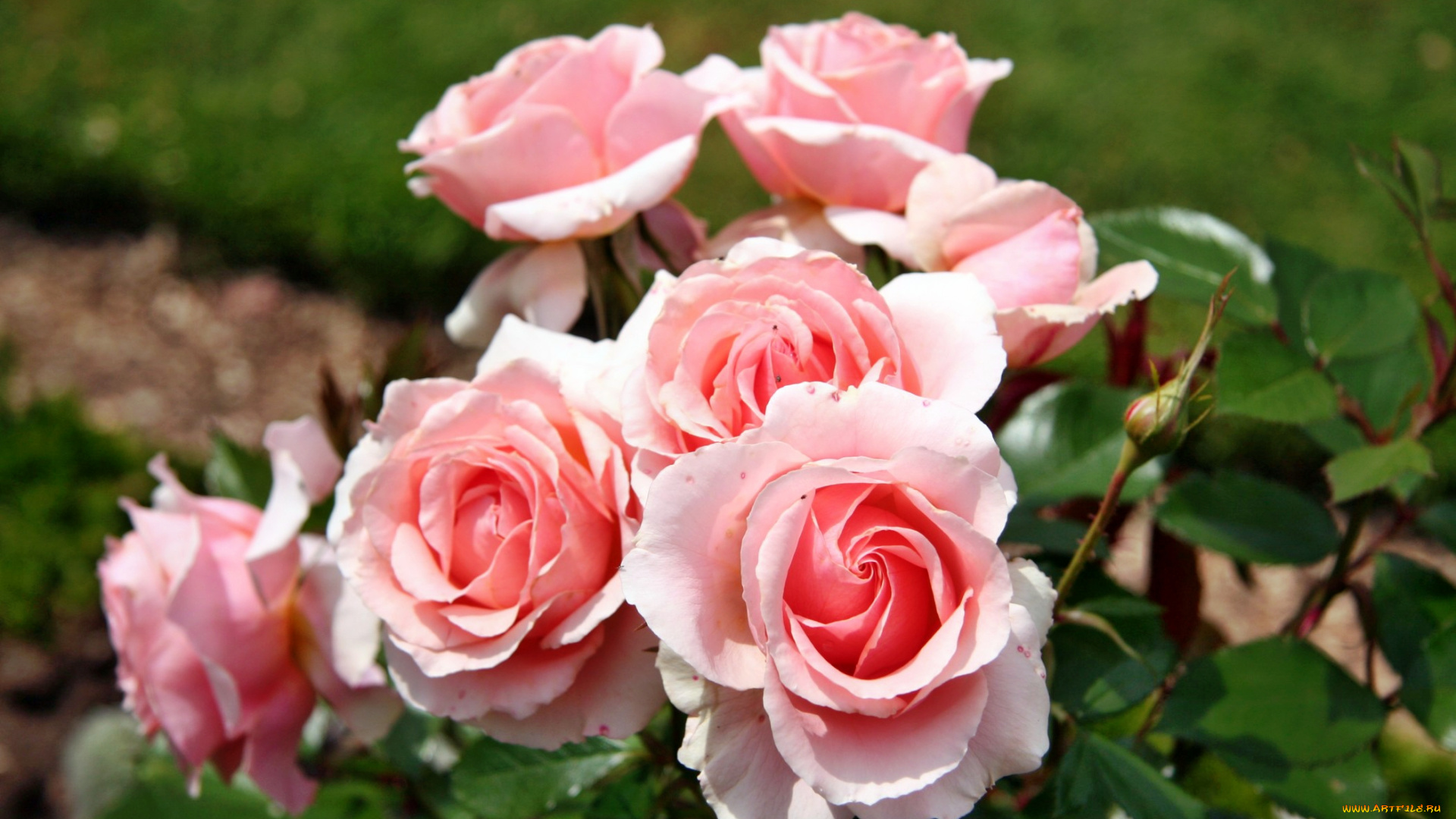 цветы, розы, бутон, лепестки, роза