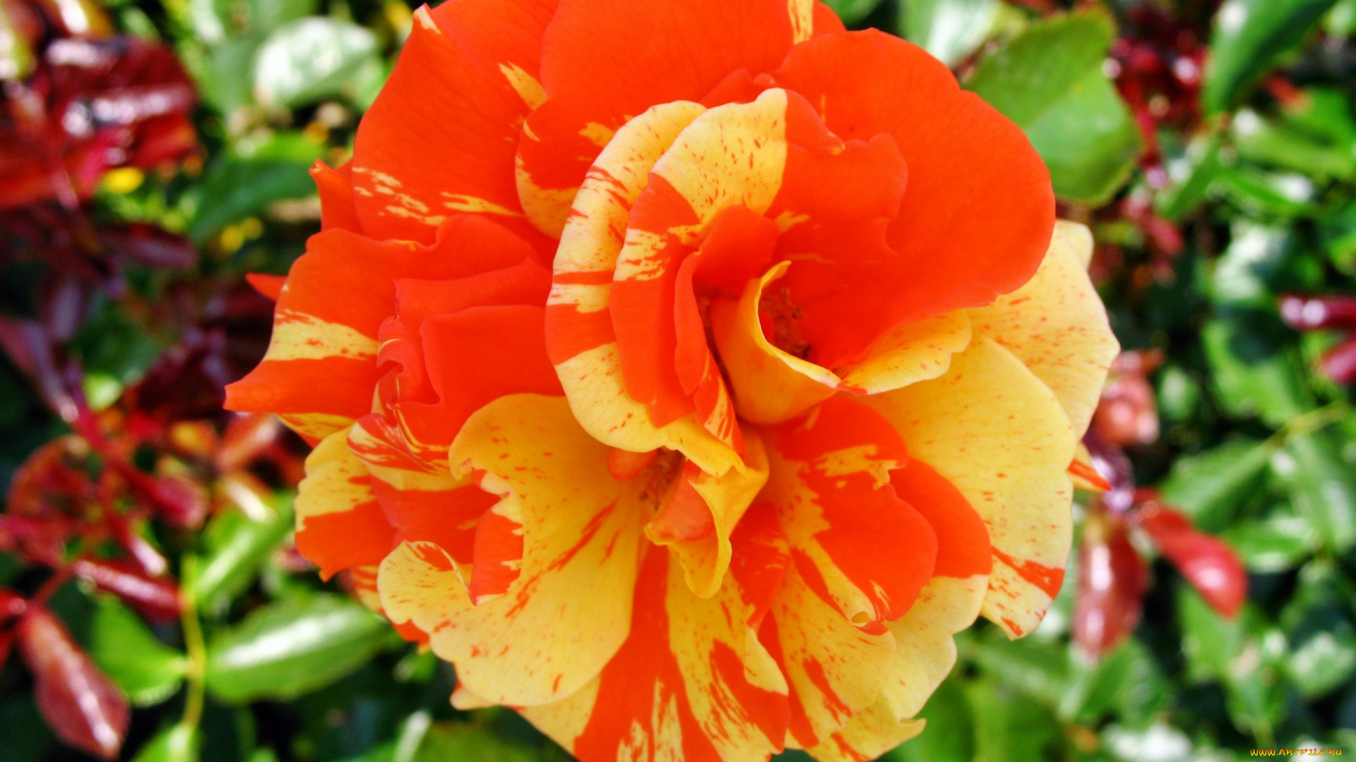 цветы, розы, бутон, роза, лепестки