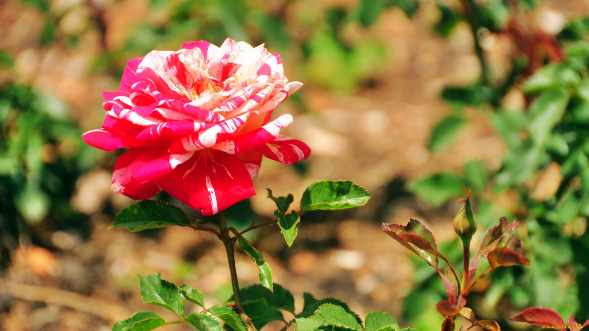 цветы, розы, бутон, роза, лепестки