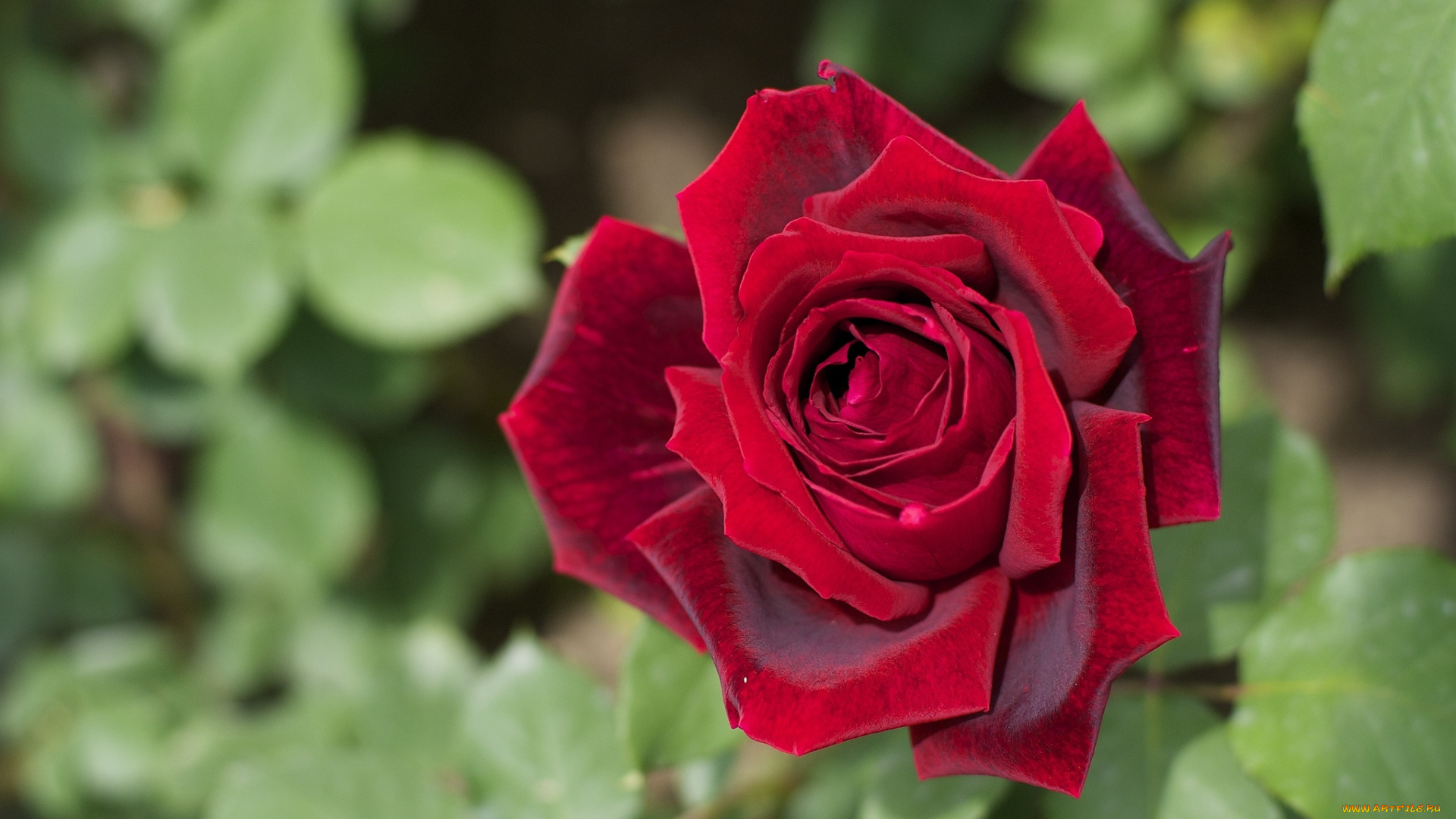 цветы, розы, красный