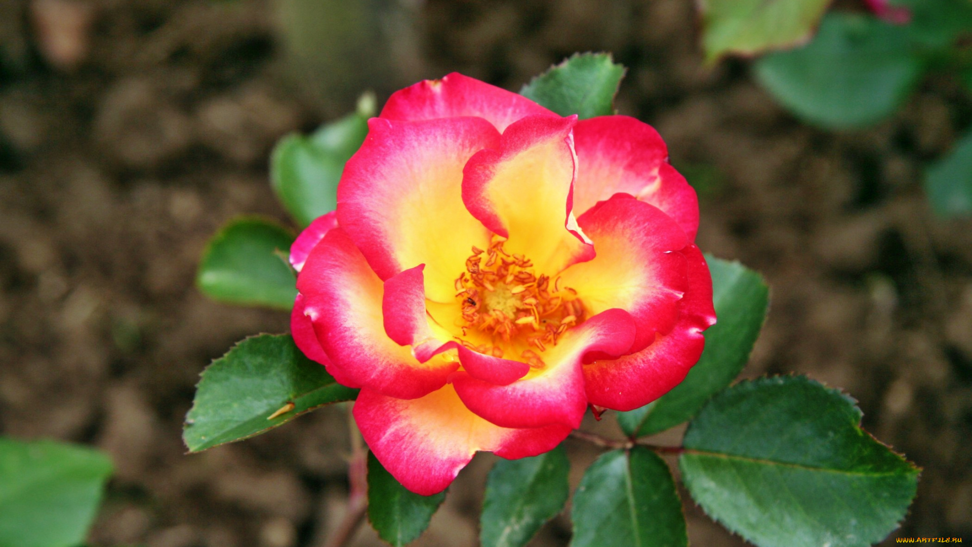 цветы, розы, лепестки, бутон, роза