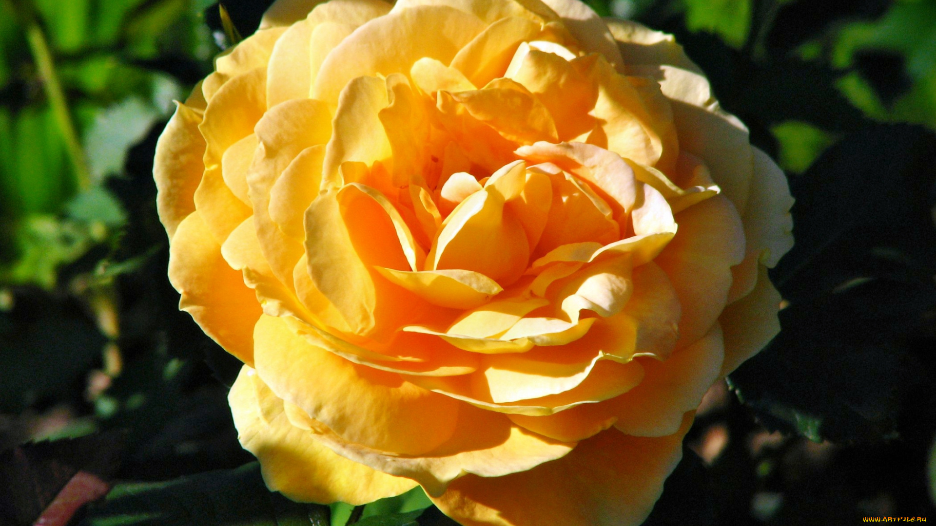 цветы, розы, лепестки, бутон, роза