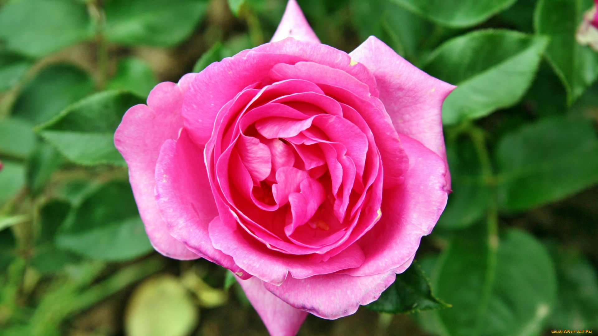 цветы, розы, лепестки, бутон, роза