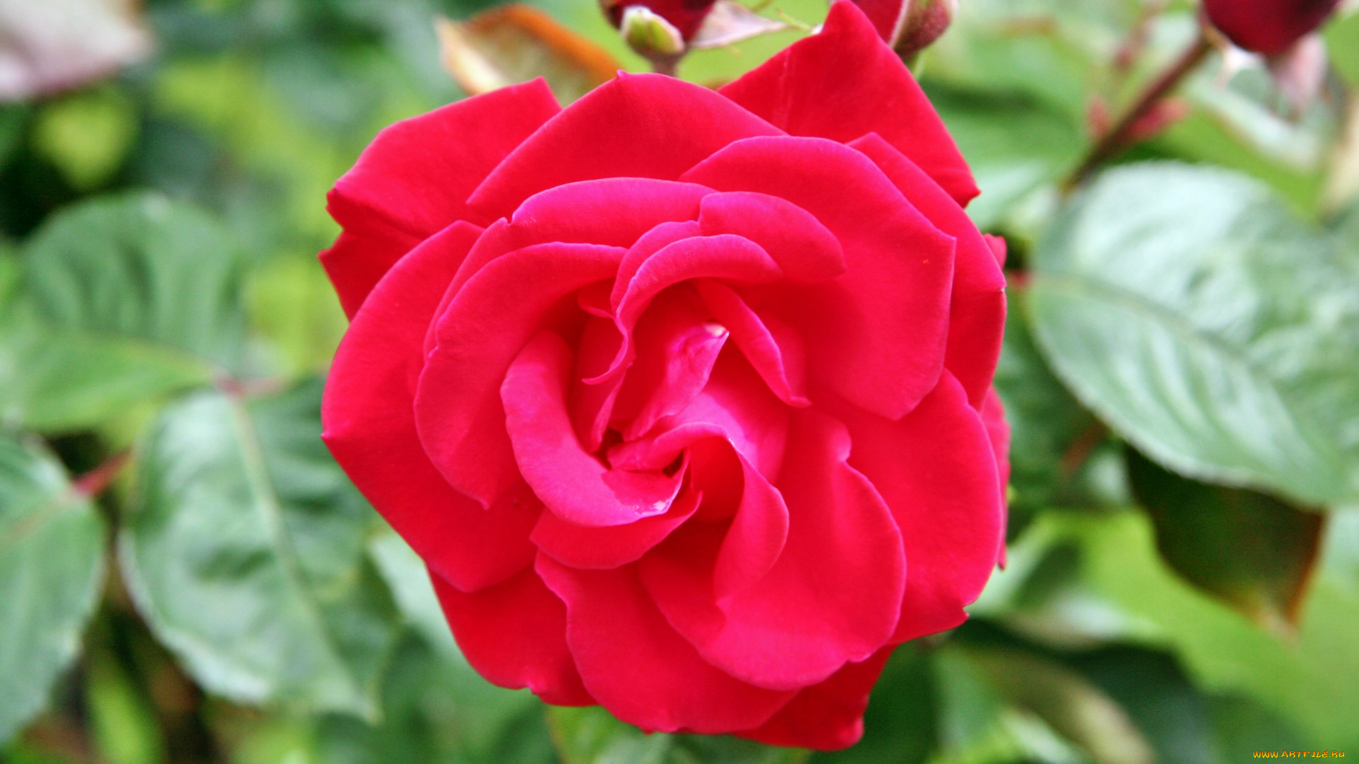 цветы, розы, роза, бутон, лепестки