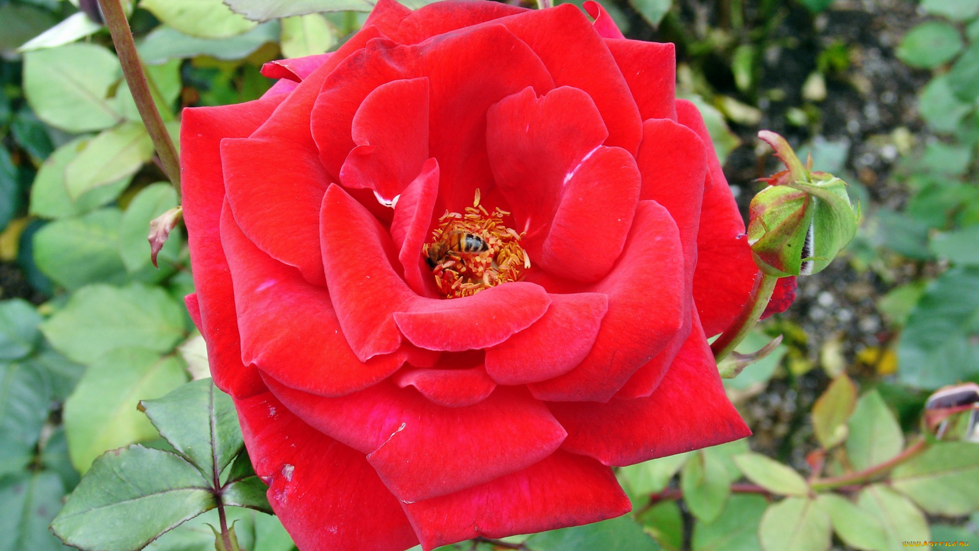 цветы, розы, роза, бутон, лепестки