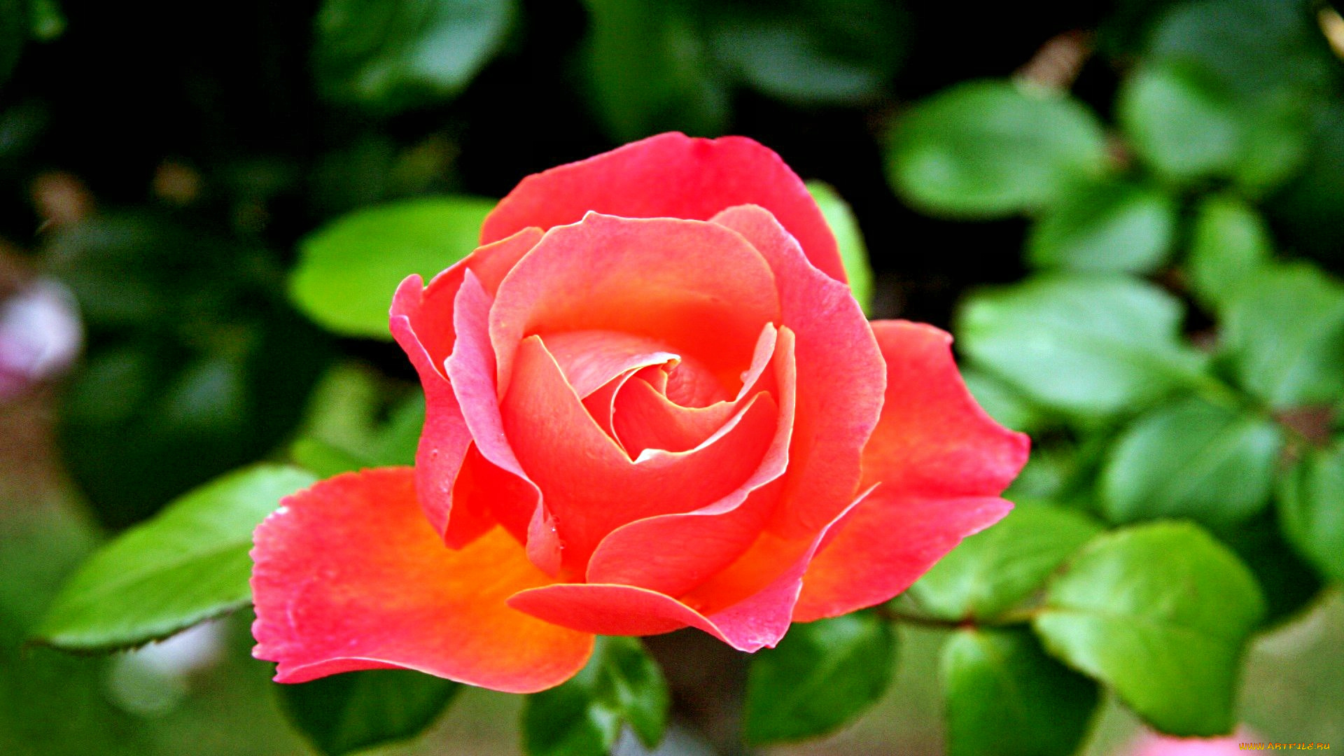 цветы, розы, роза, бутон, лепестки