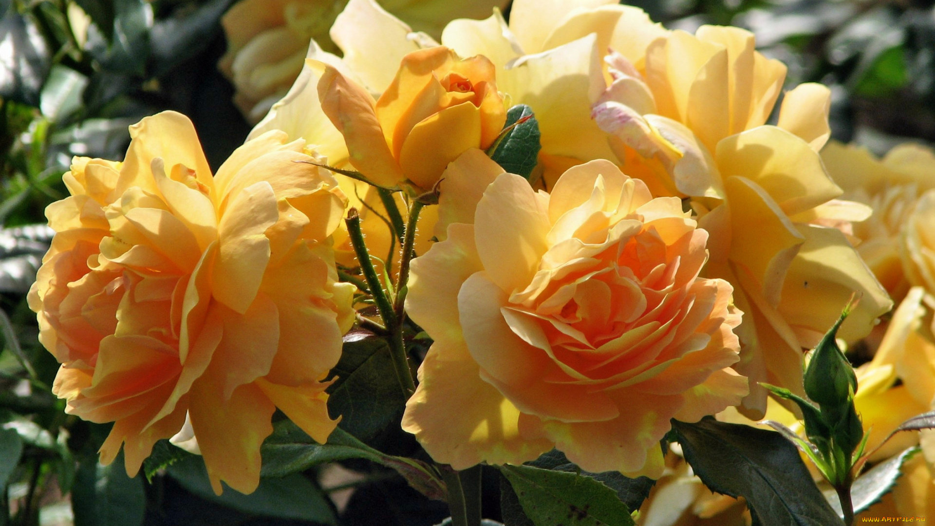 цветы, розы, роза, бутон, лепестки