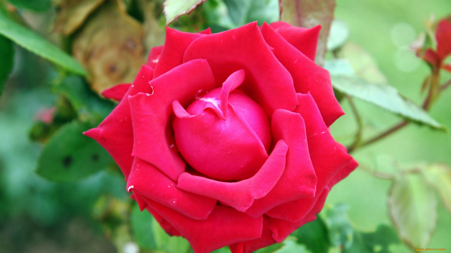 цветы, розы, роза, бутон, лепестки