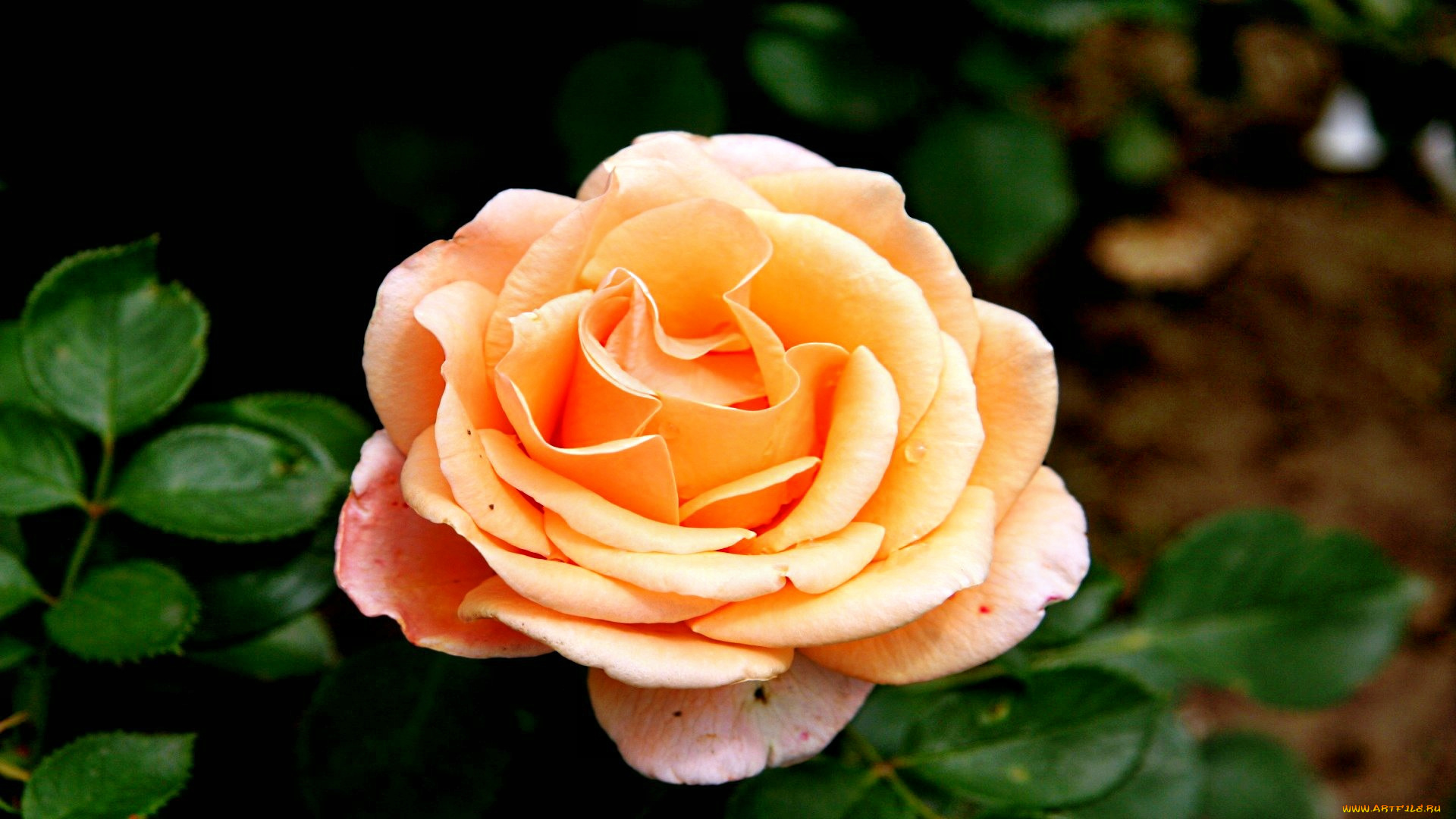 цветы, розы, роза, бутон, лепестки