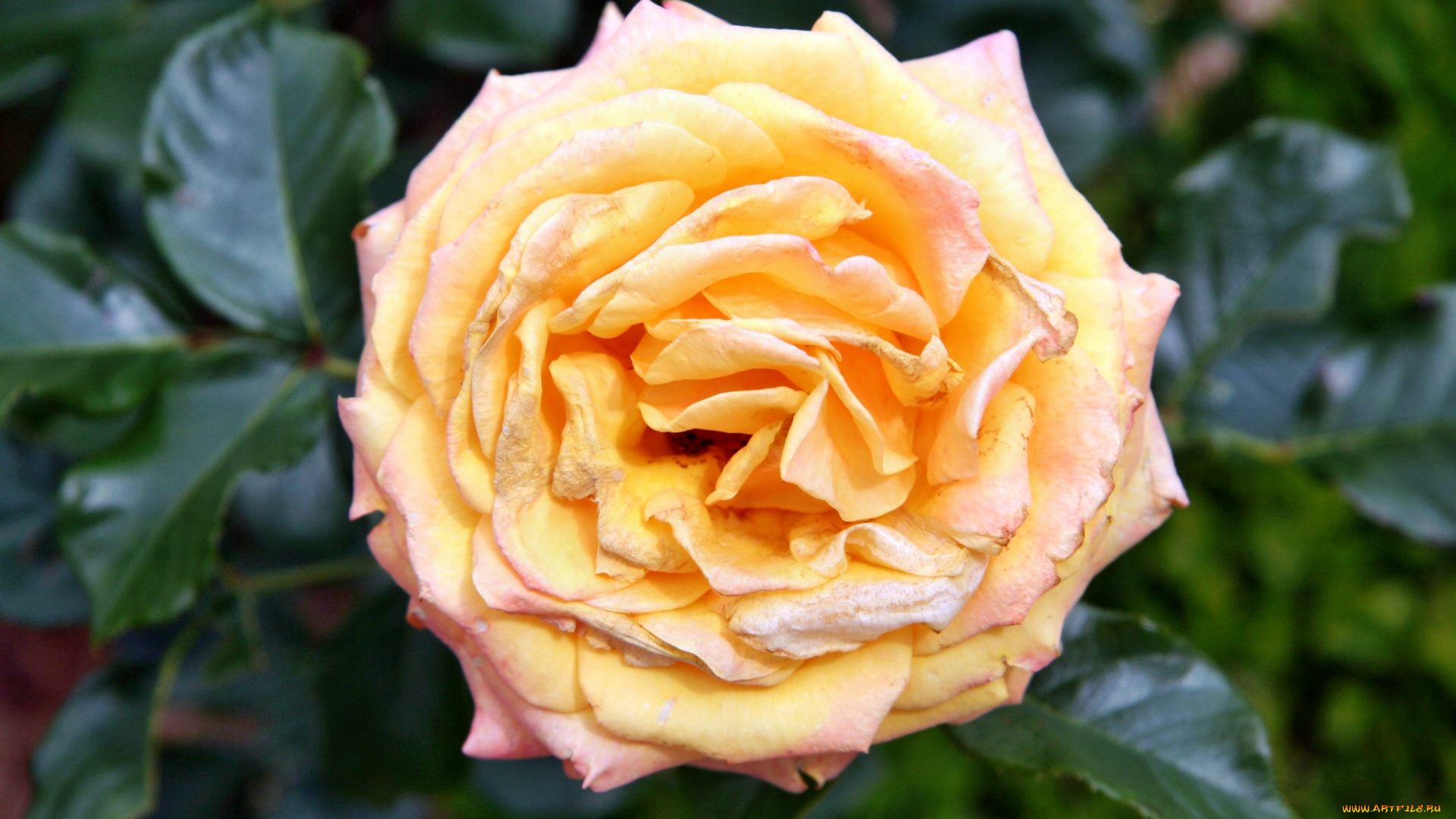 цветы, розы, роза, лепестки, бутон