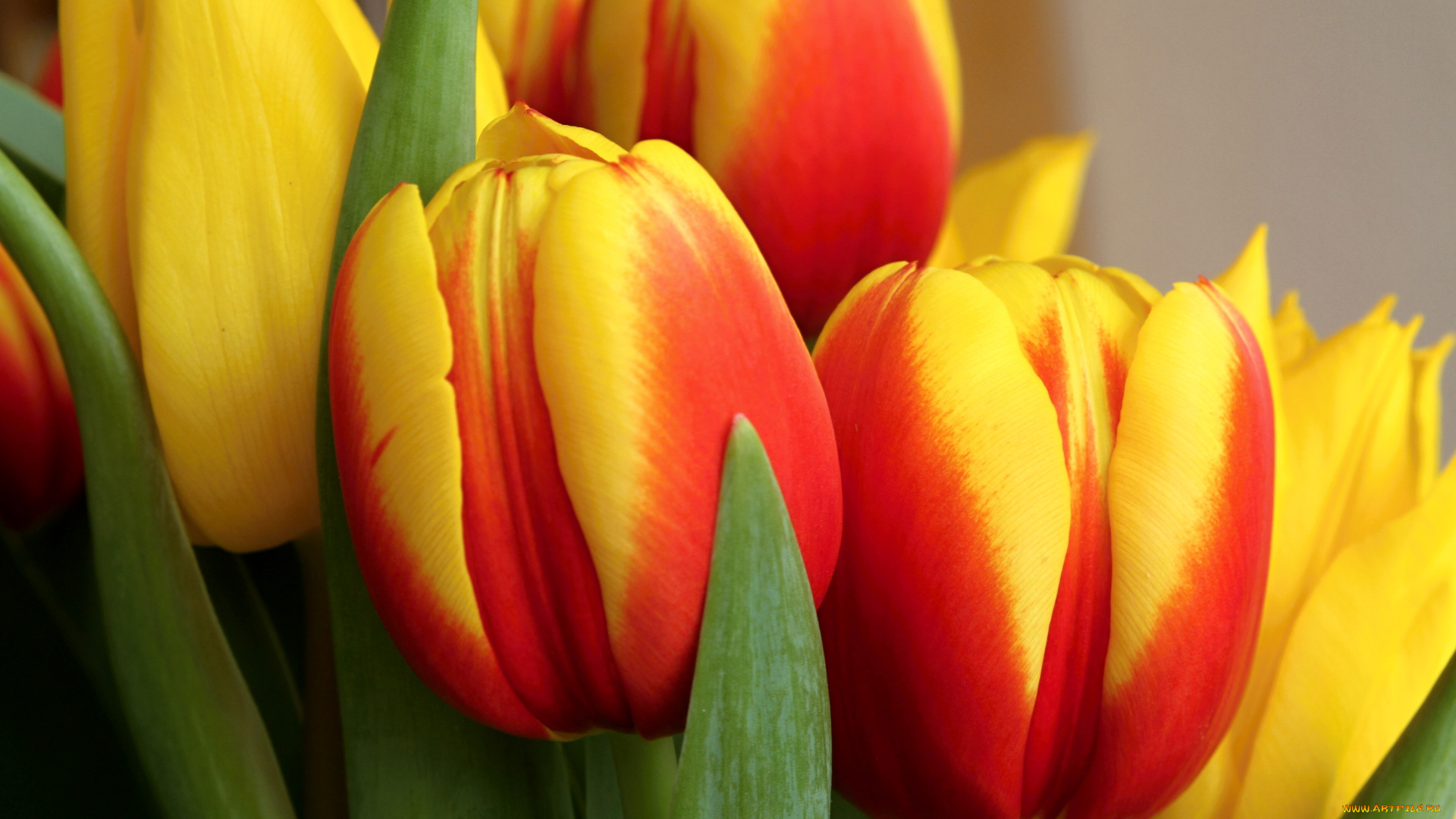 цветы, тюльпаны, пестрый