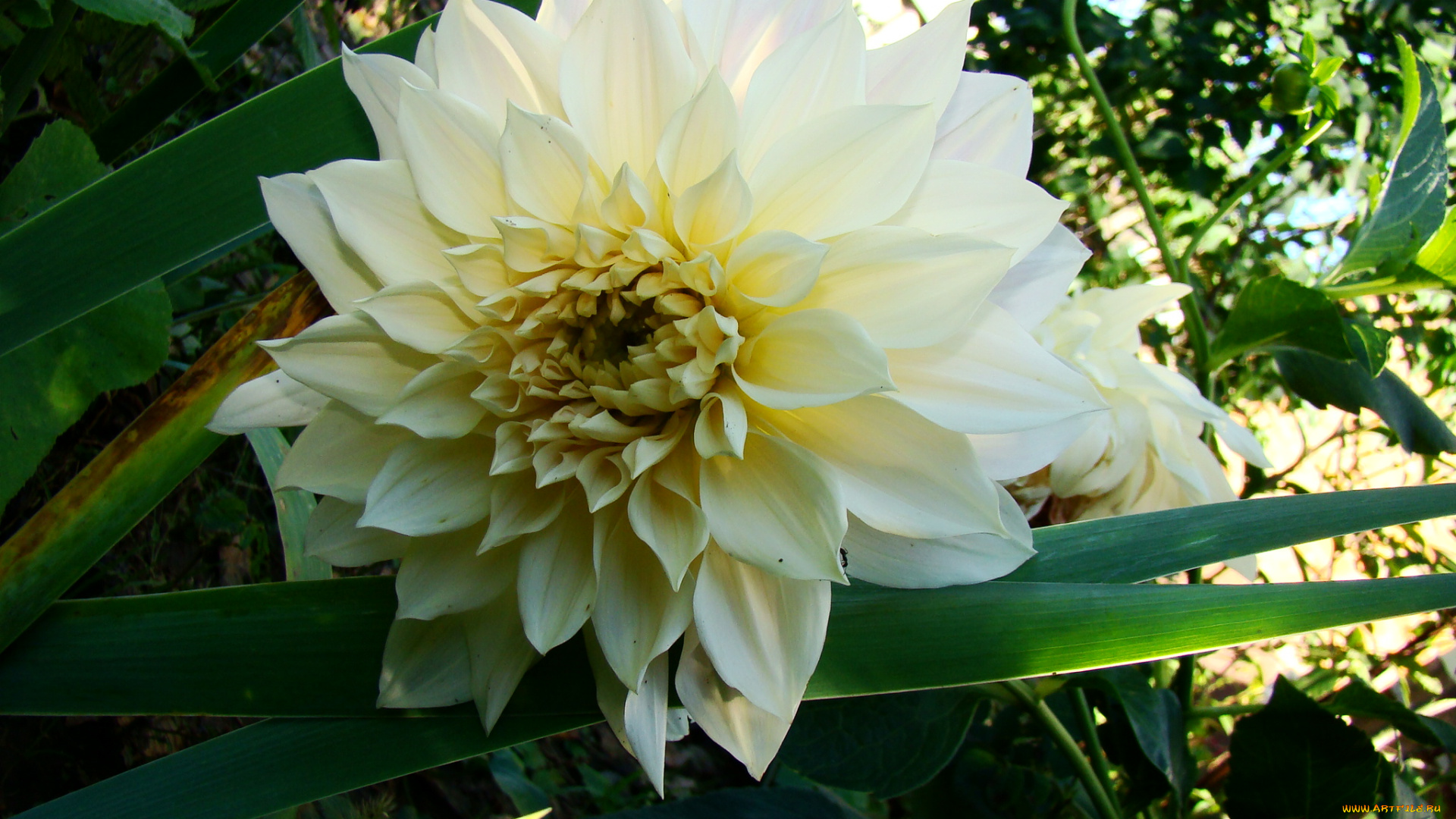 георгин, цветы, георгины