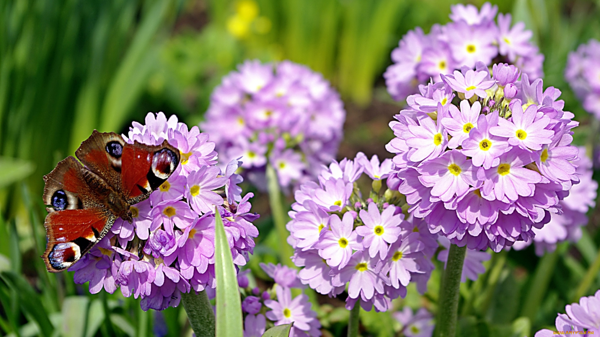 животные, бабочки, павлиний, глаз, примула