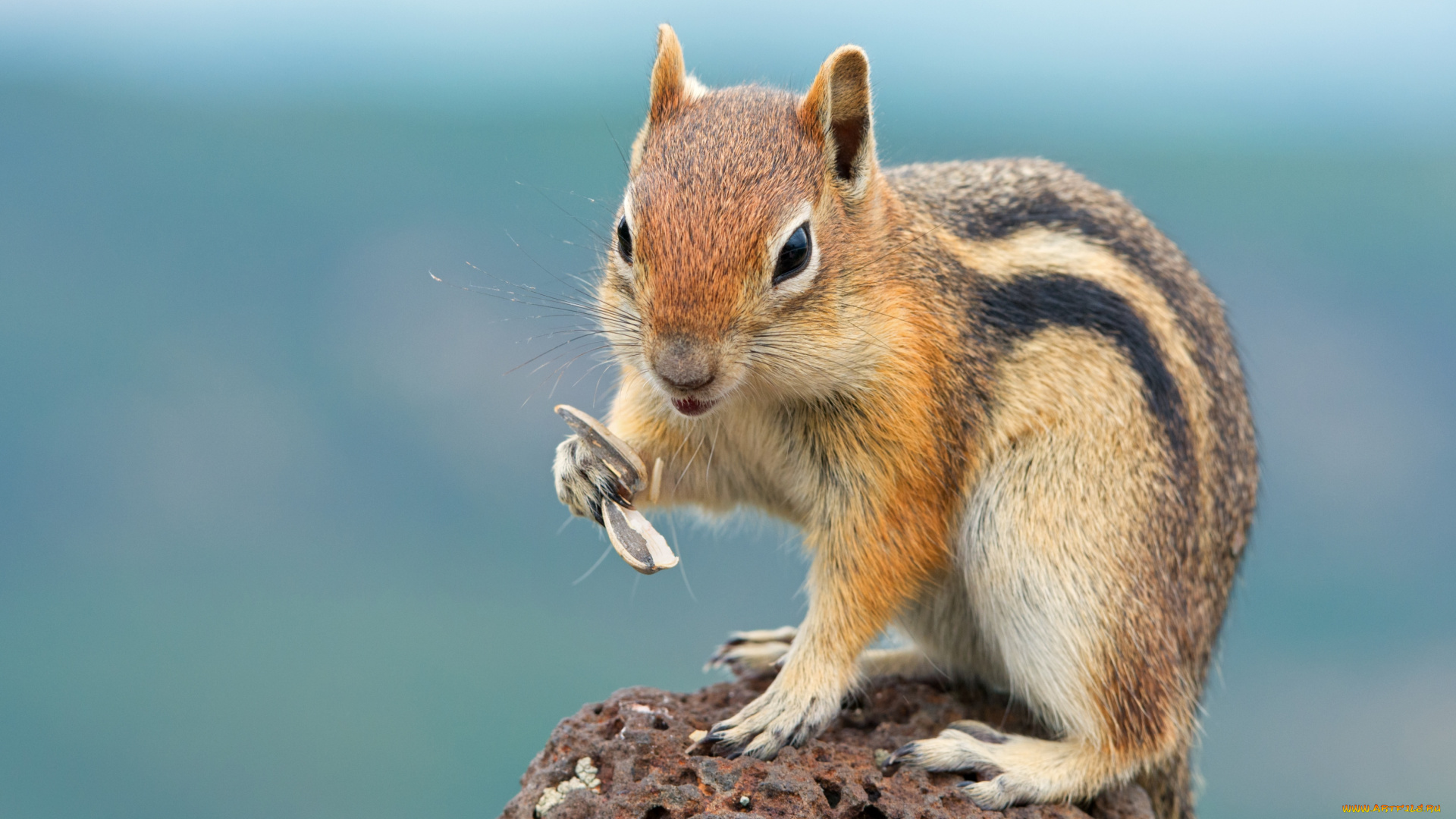 животные, бурундуки, зверек