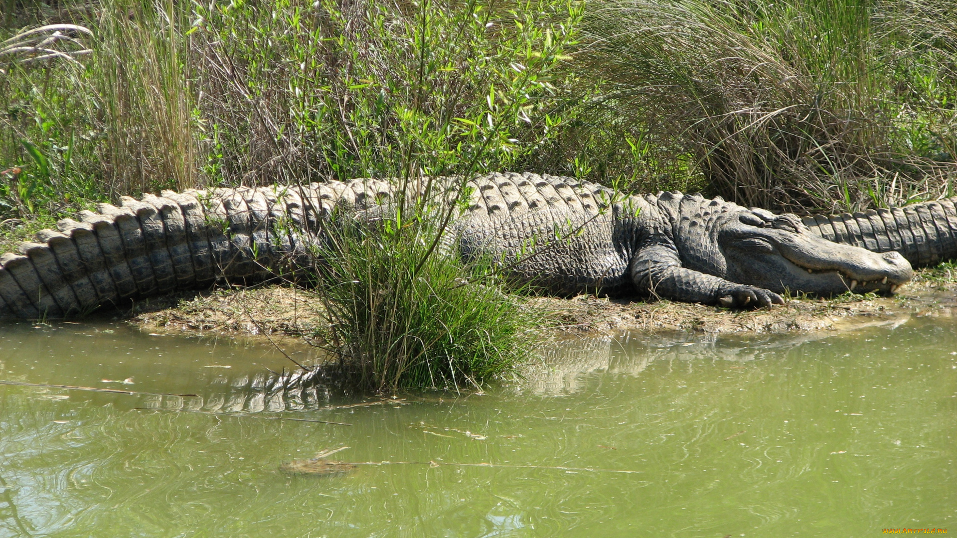 животные, крокодилы, крокодил