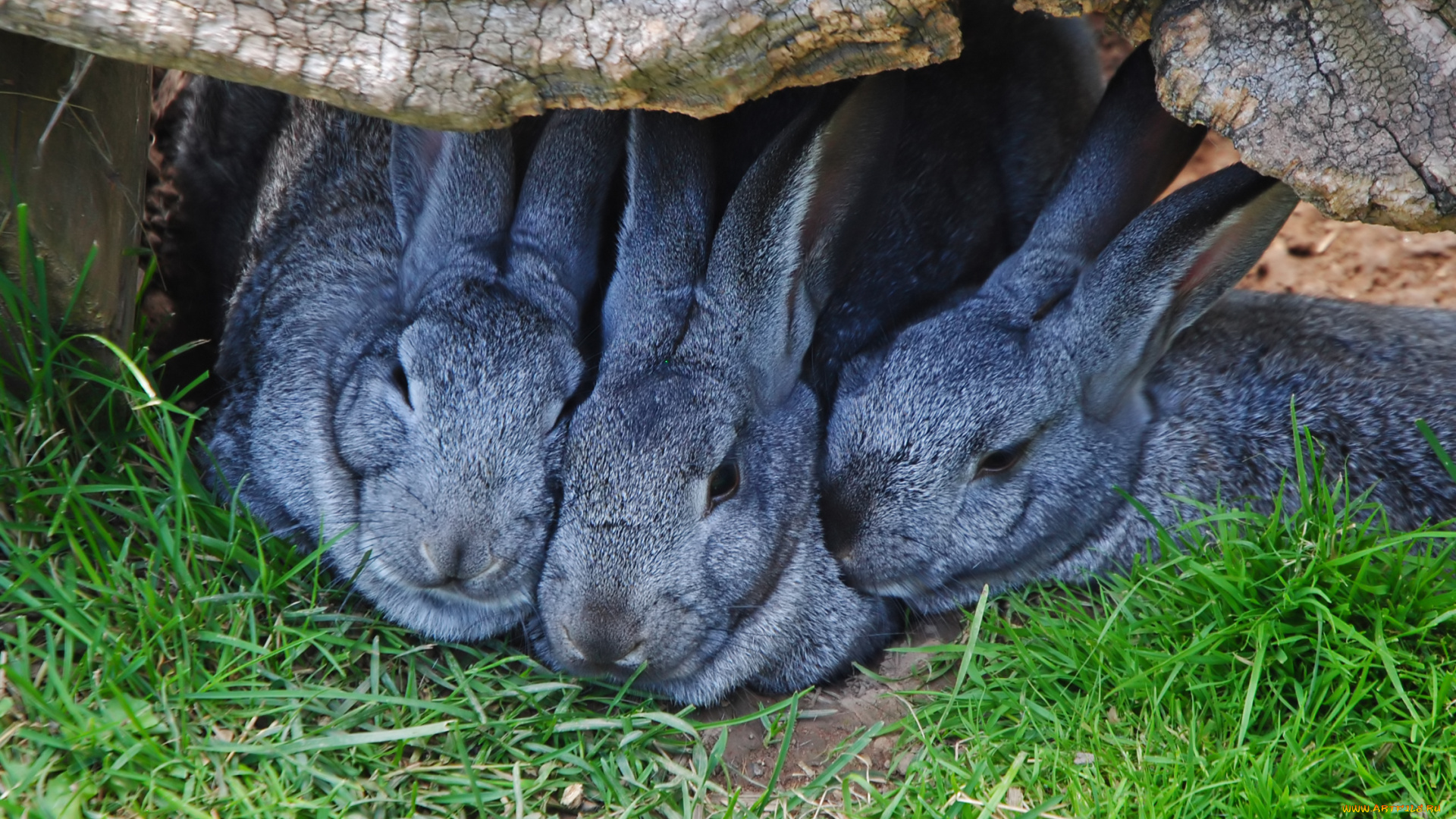 животные, кролики, зайцы