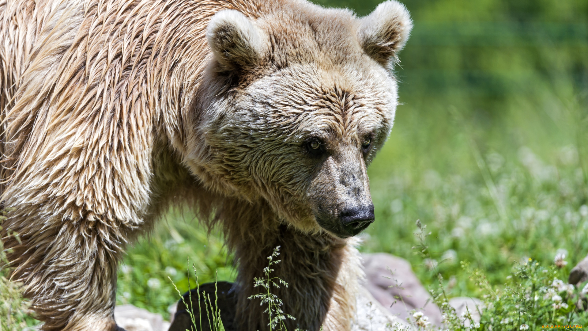 животные, медведи, мишка