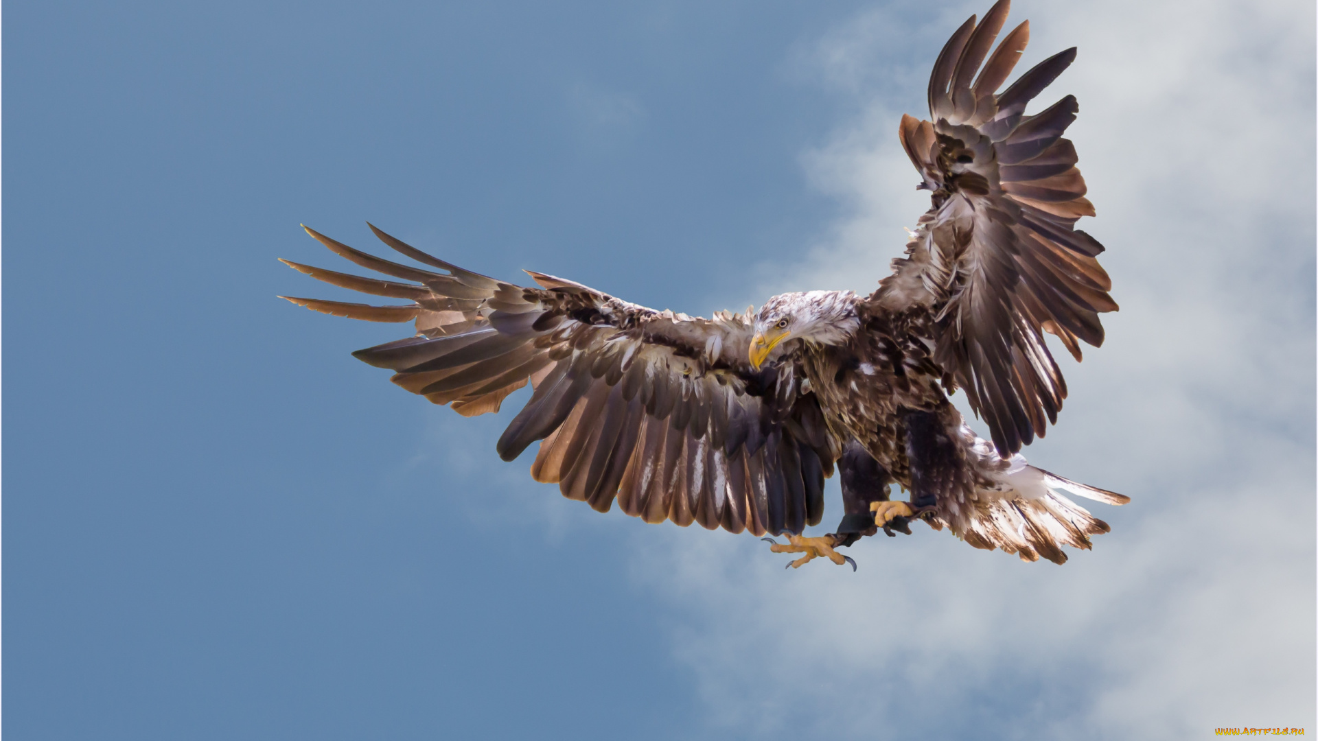 животные, птицы, хищники, крылья, полет