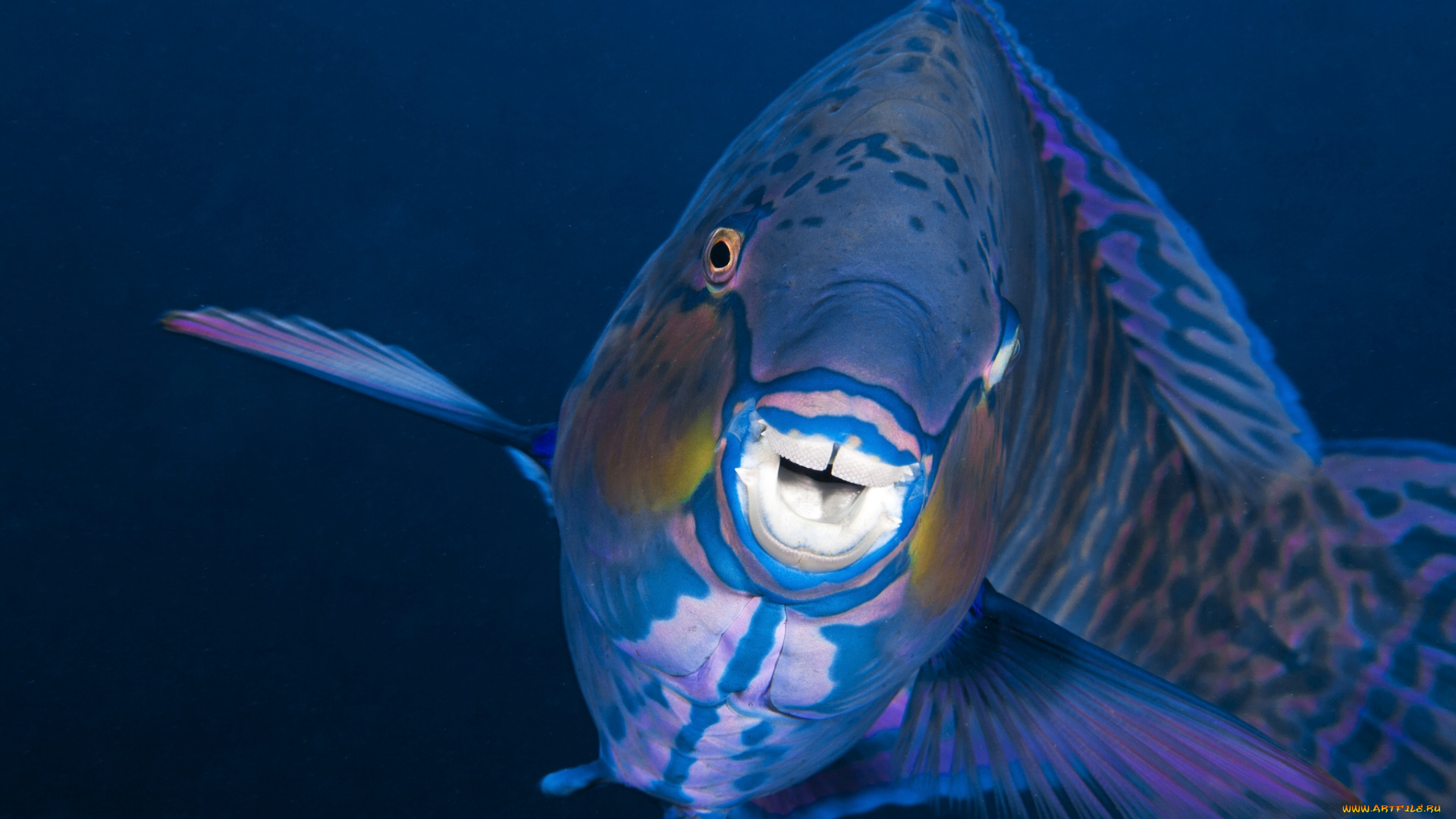 животные, рыбы, рыба