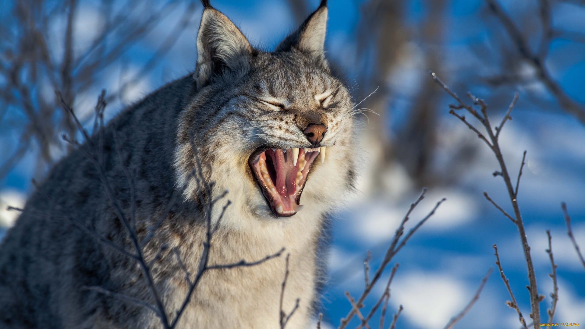 животные, рыси, зима, лес, клыки, пасть, зевает, рысь