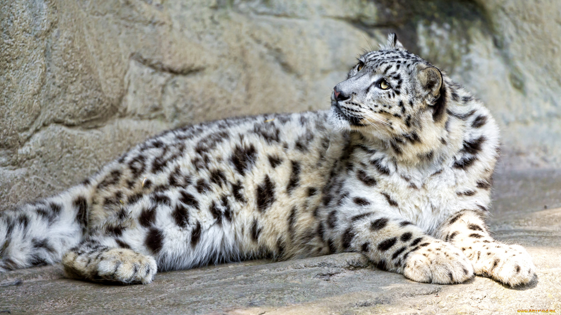 животные, снежный, барс, ирбис