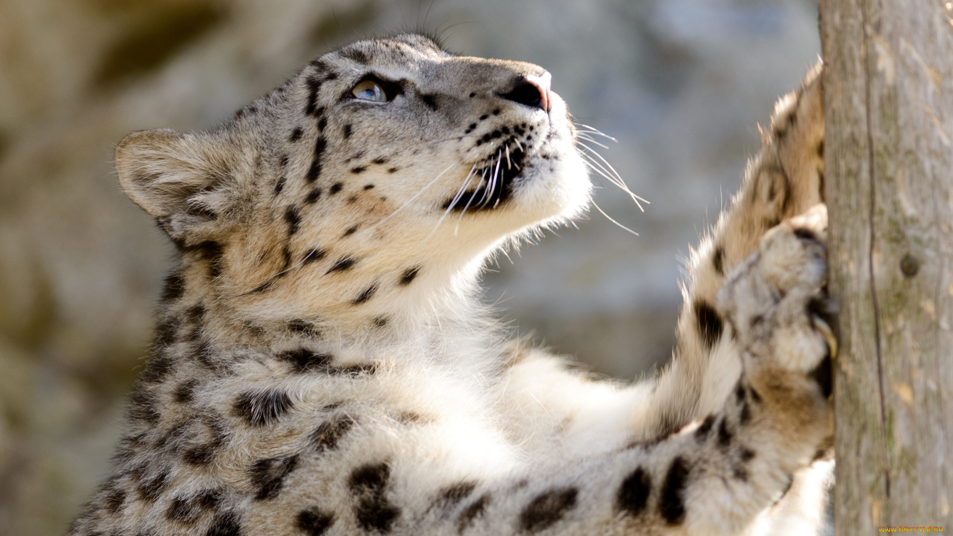 животные, снежный, барс, ирбис, точка, когтей, бревно