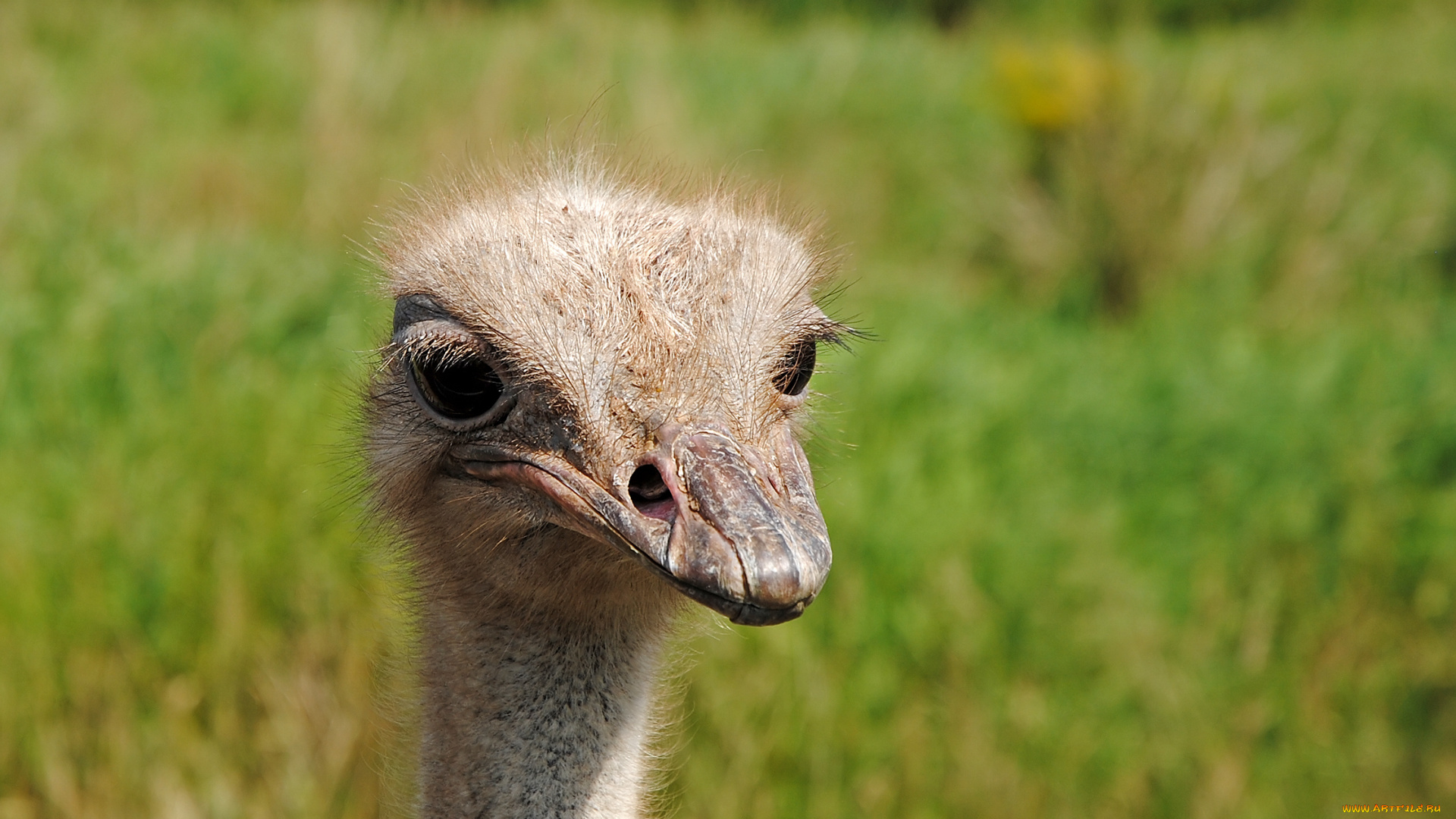 животные, страусы, страус