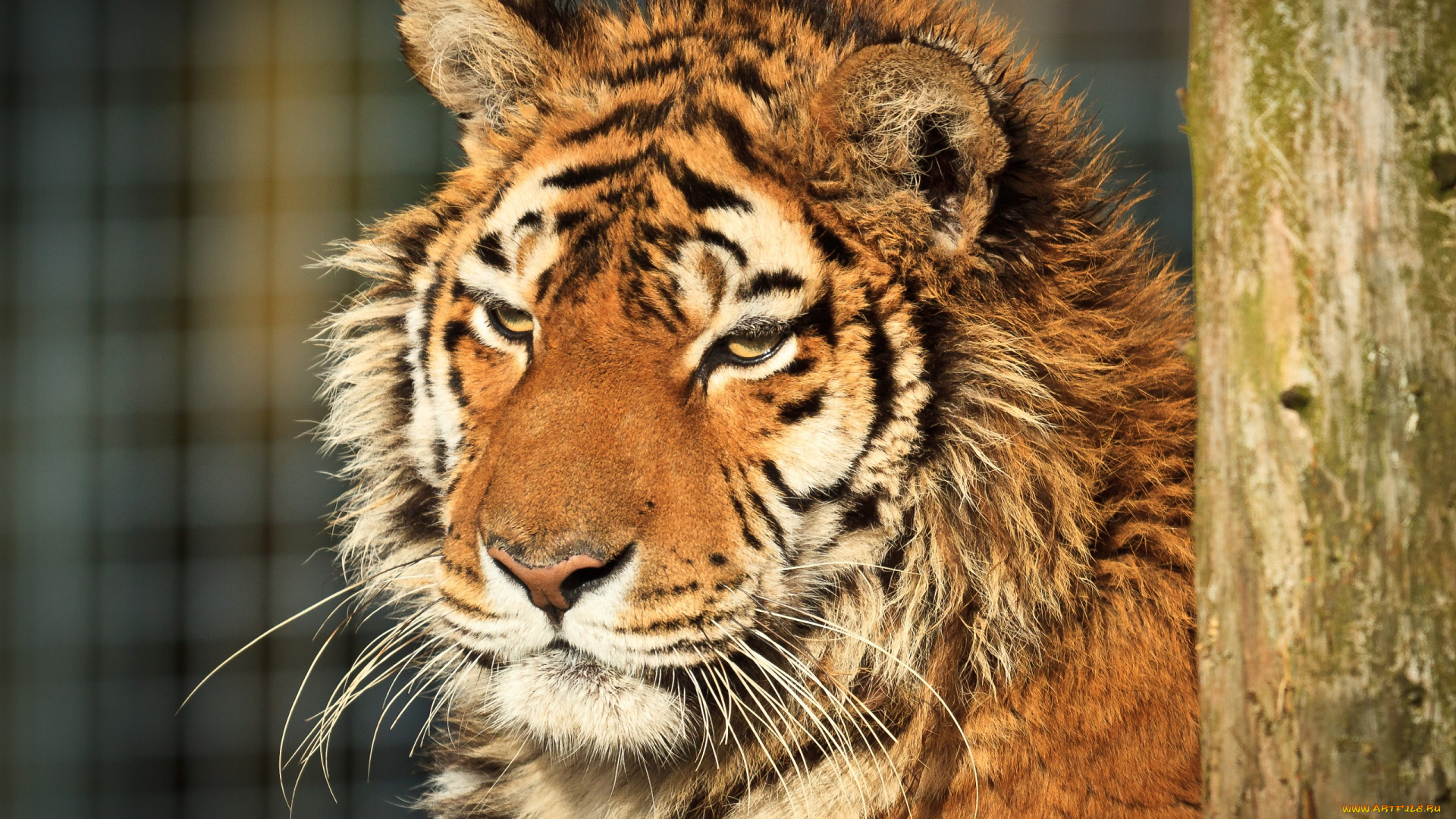 животные, тигры, морда, тигр