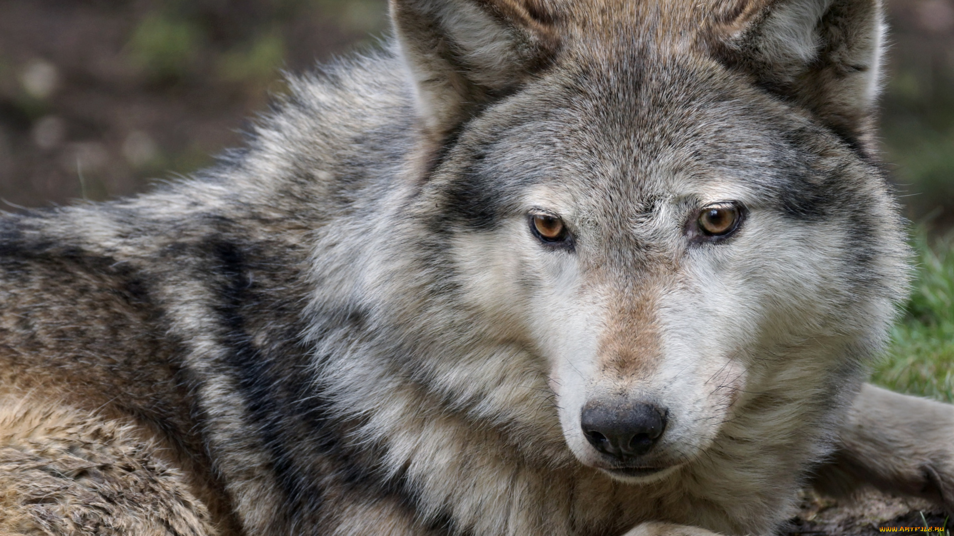 животные, волки, портрет