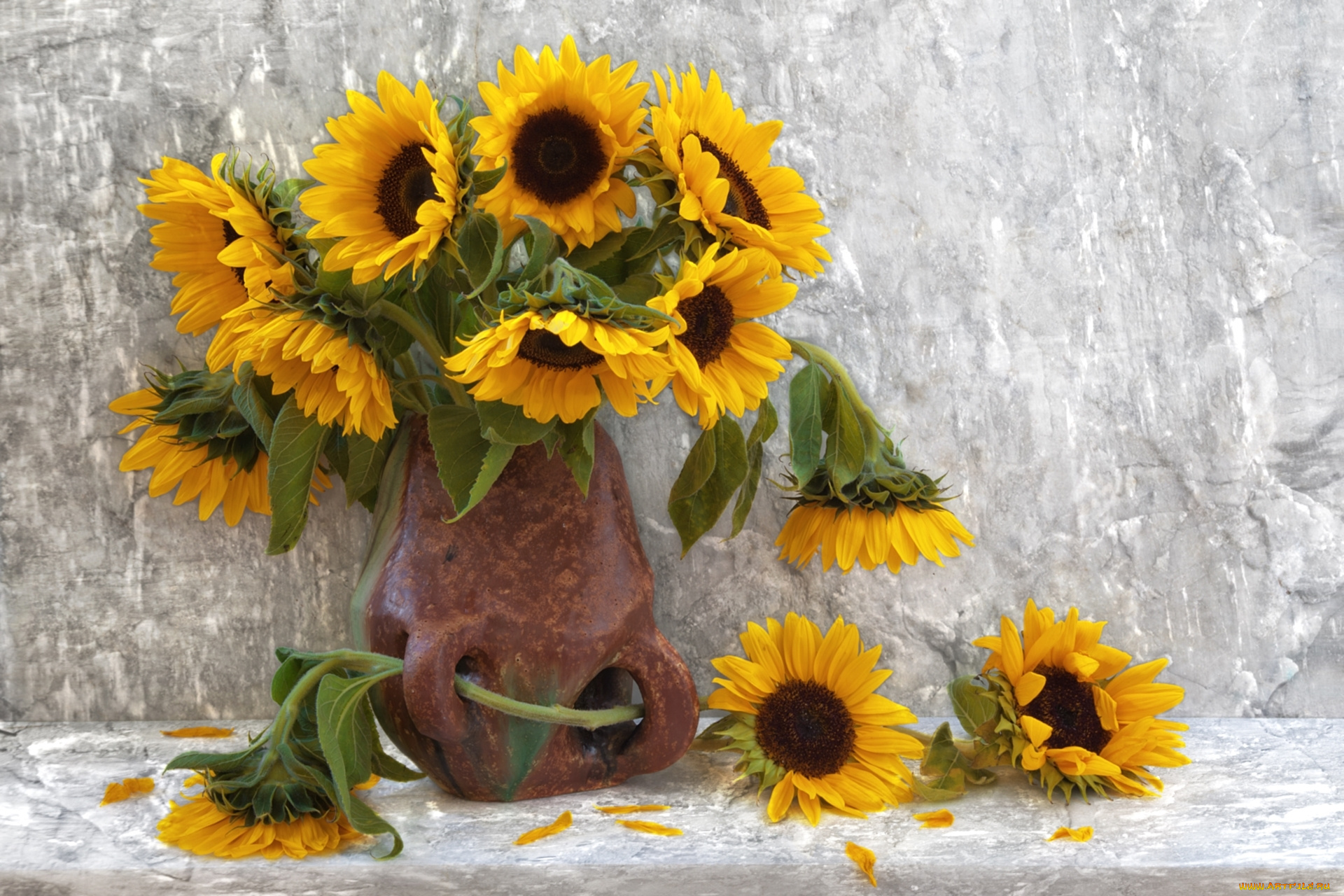 цветы, подсолнухи, солнышка