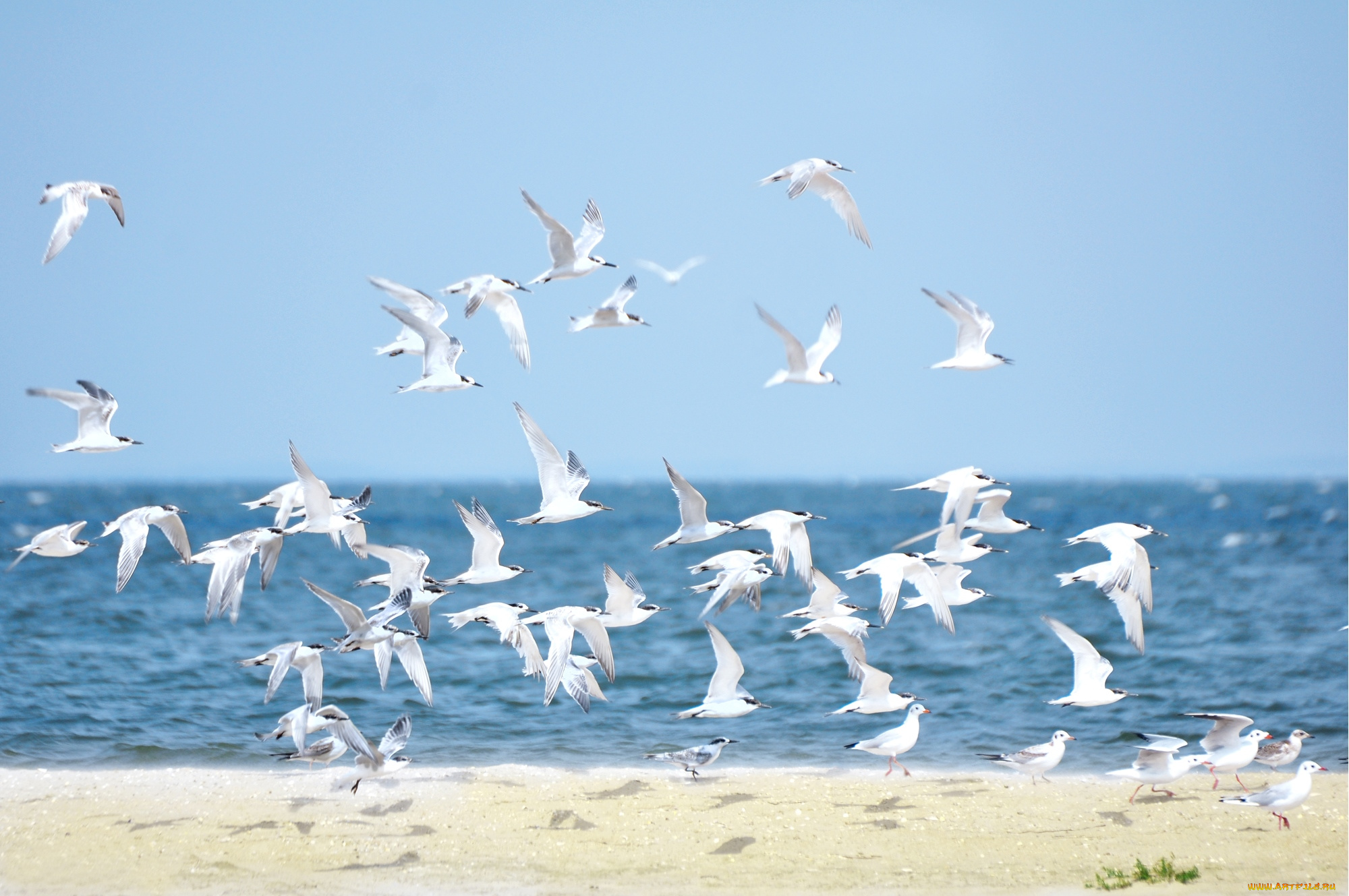 животные, Чайки, бакланы, крачки, море
