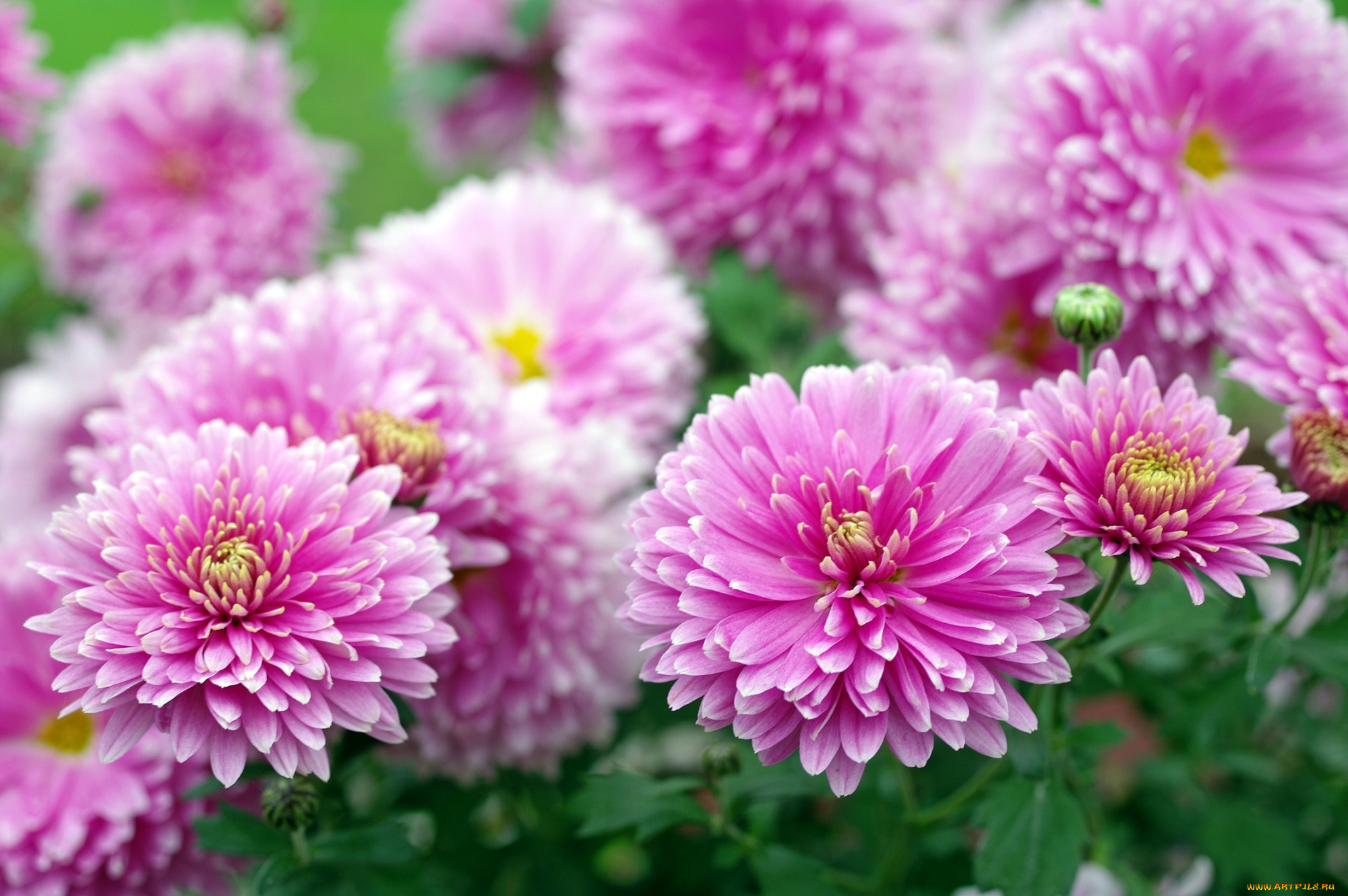 цветы, хризантемы, розовый