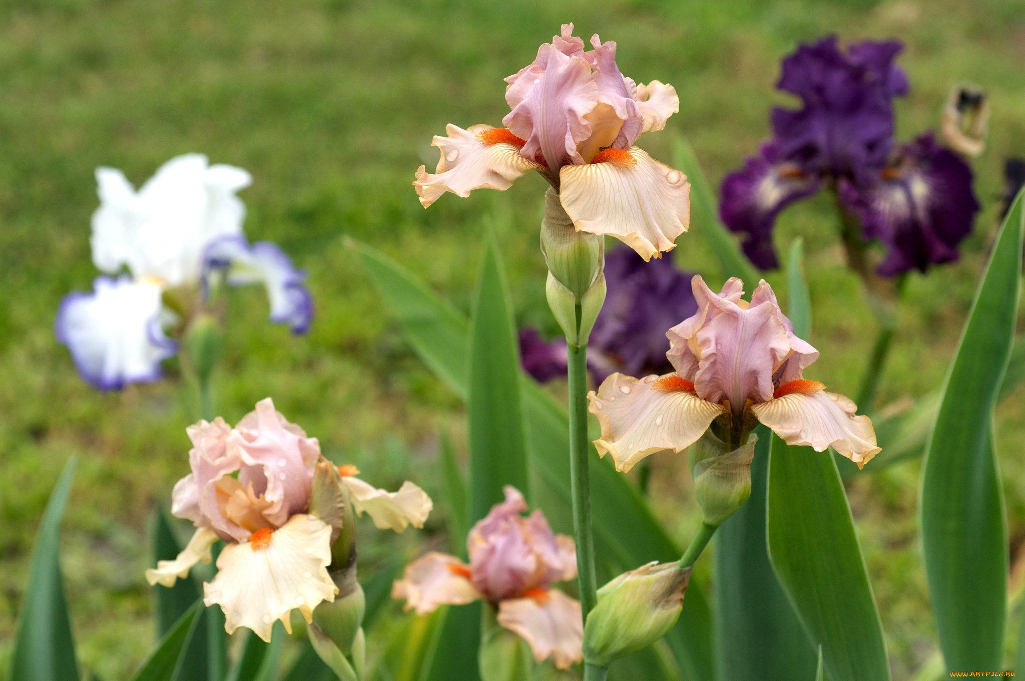 цветы, ирисы, касатики