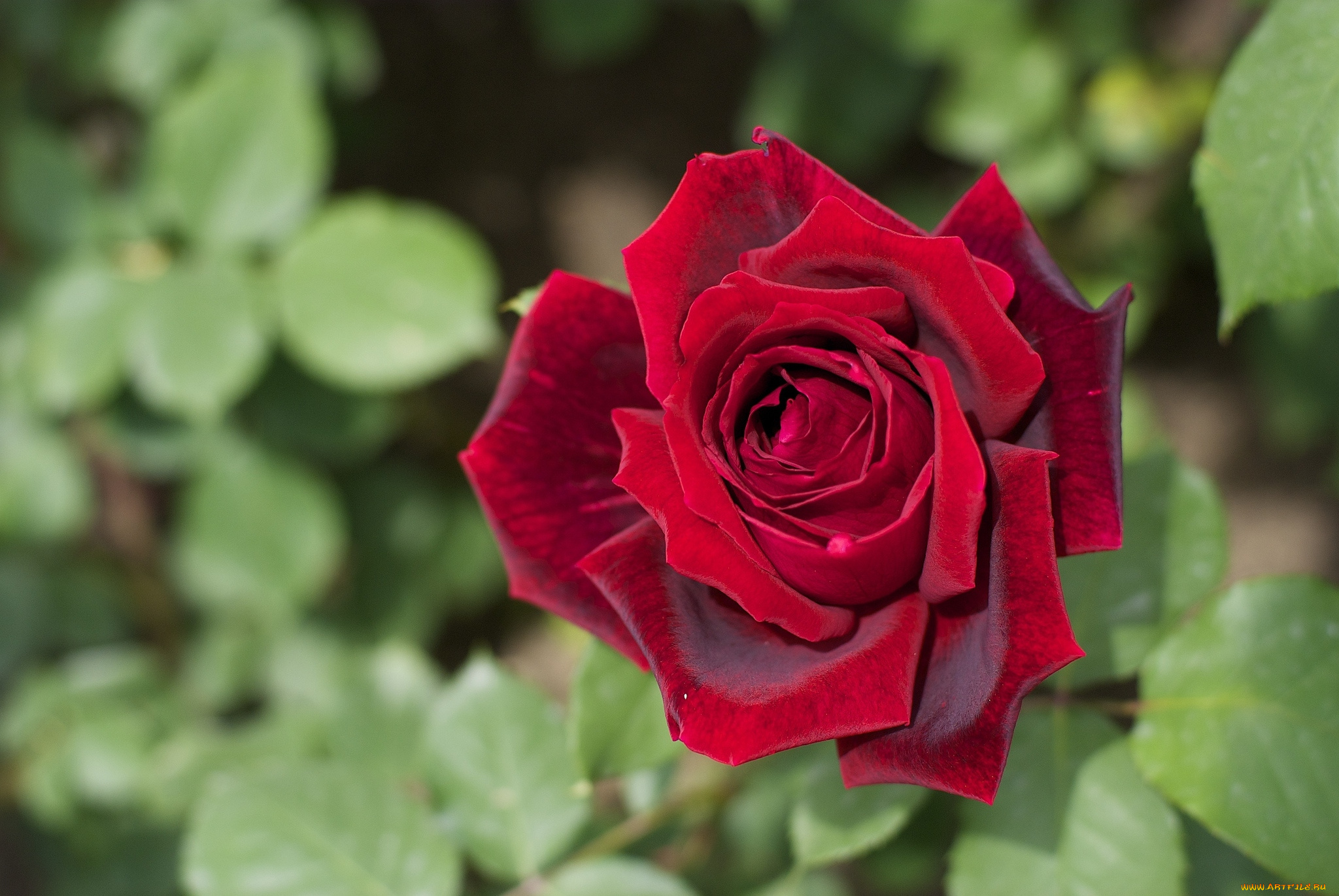 цветы, розы, красный