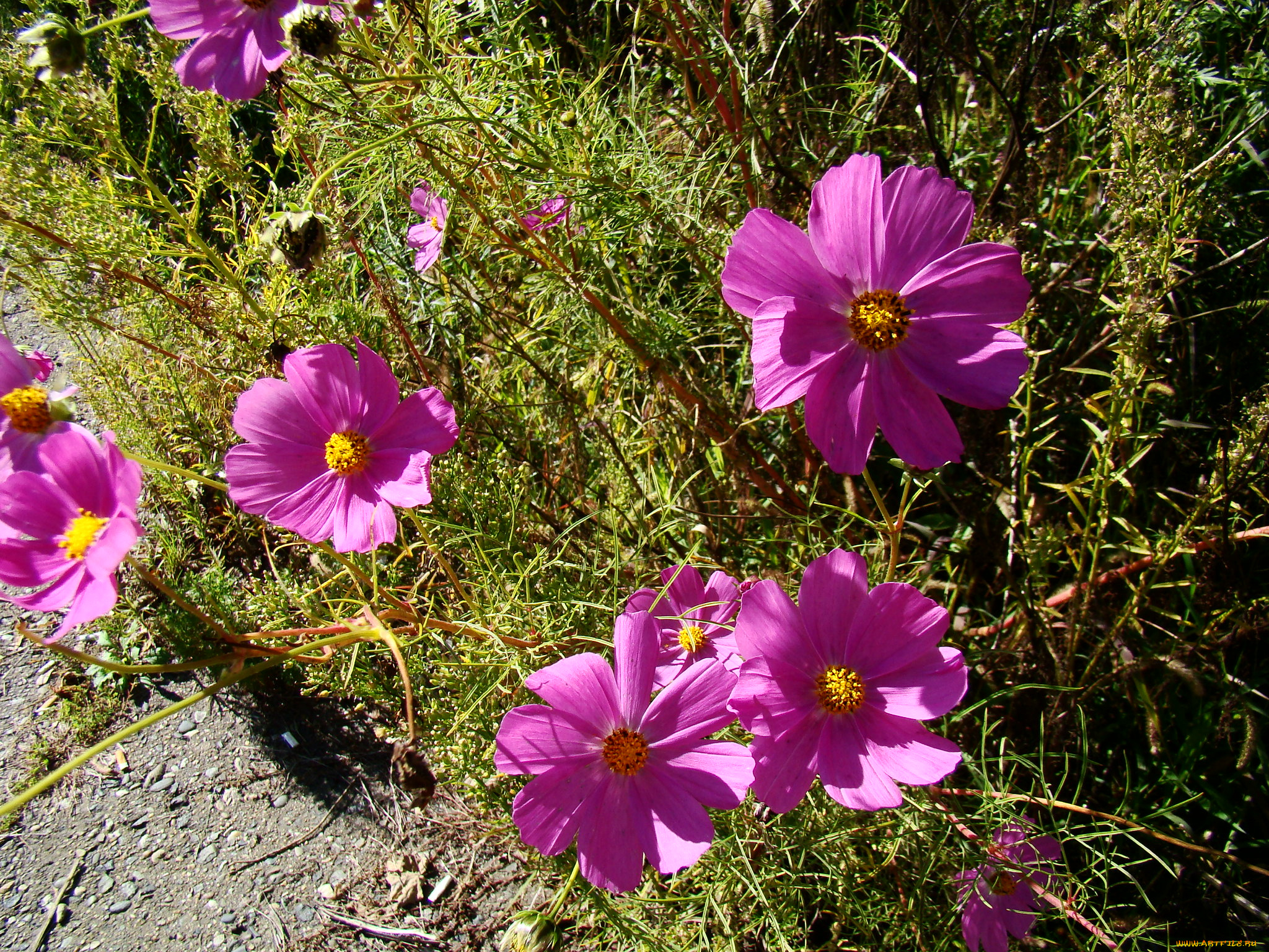 космея, цветы